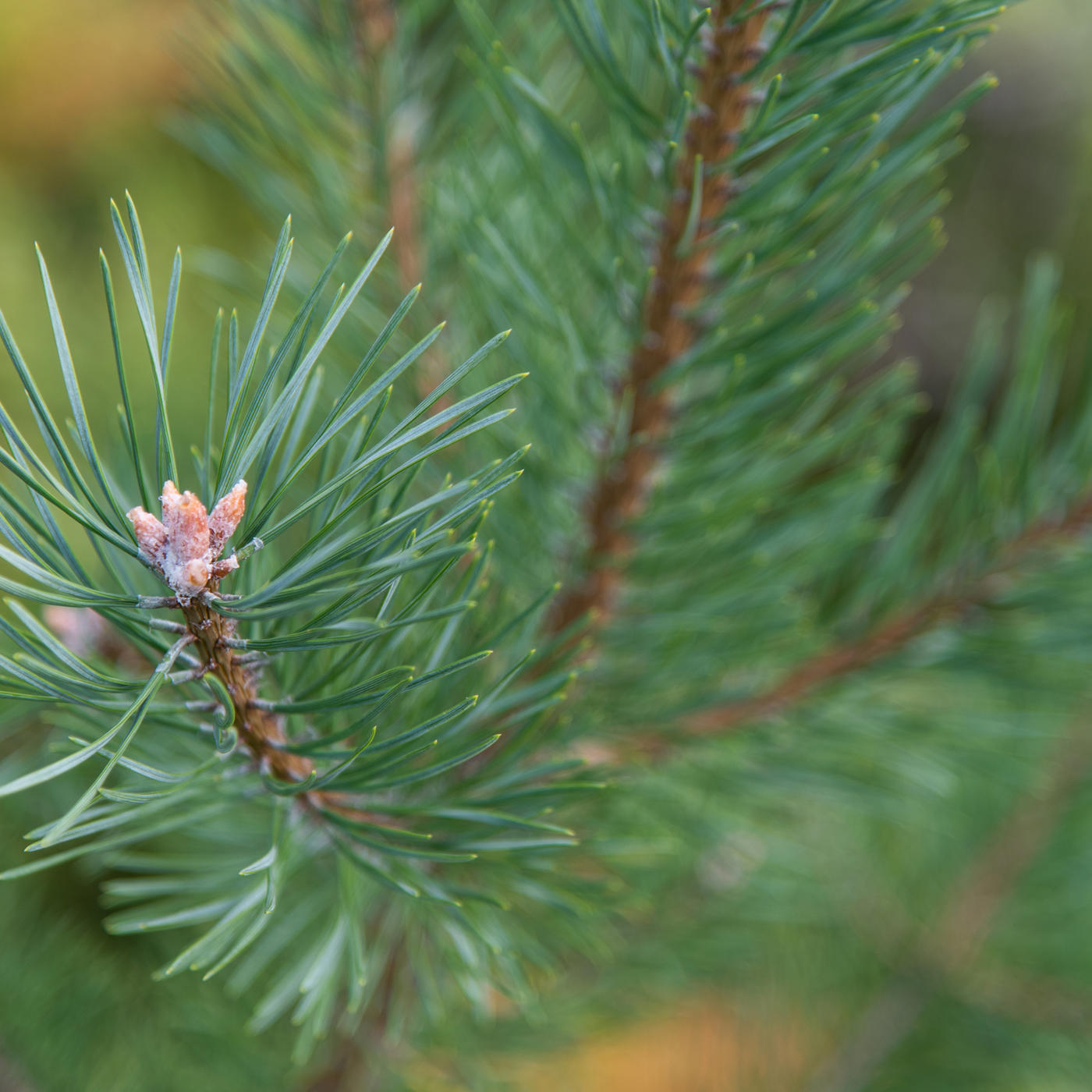 Sowing pine is suitable for more barren sites