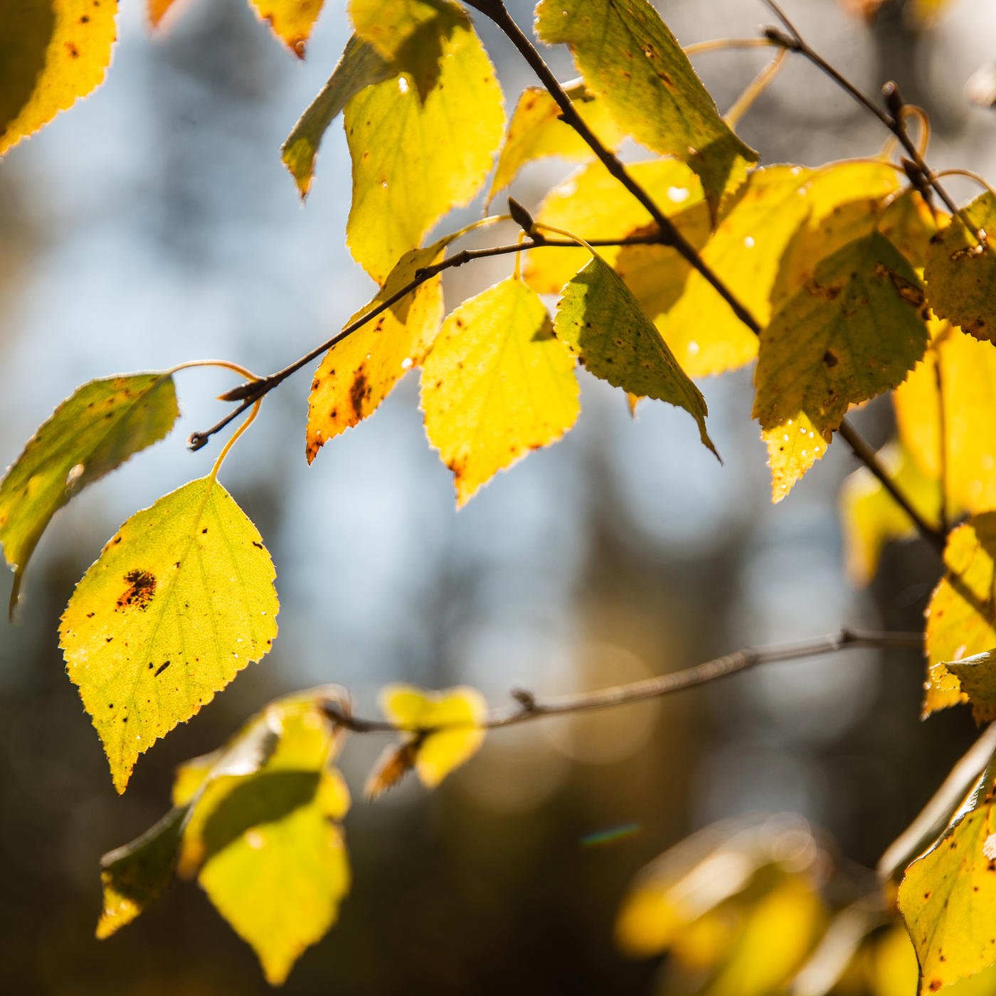 Seedlings can also be planted in the autumn
