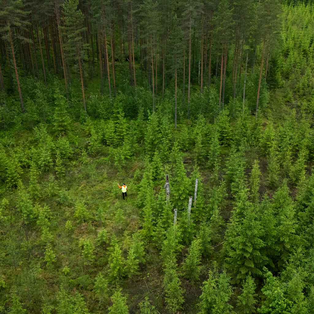 Hiililaskuri tunnistaa metsän hiilivarastoja ja -nieluja