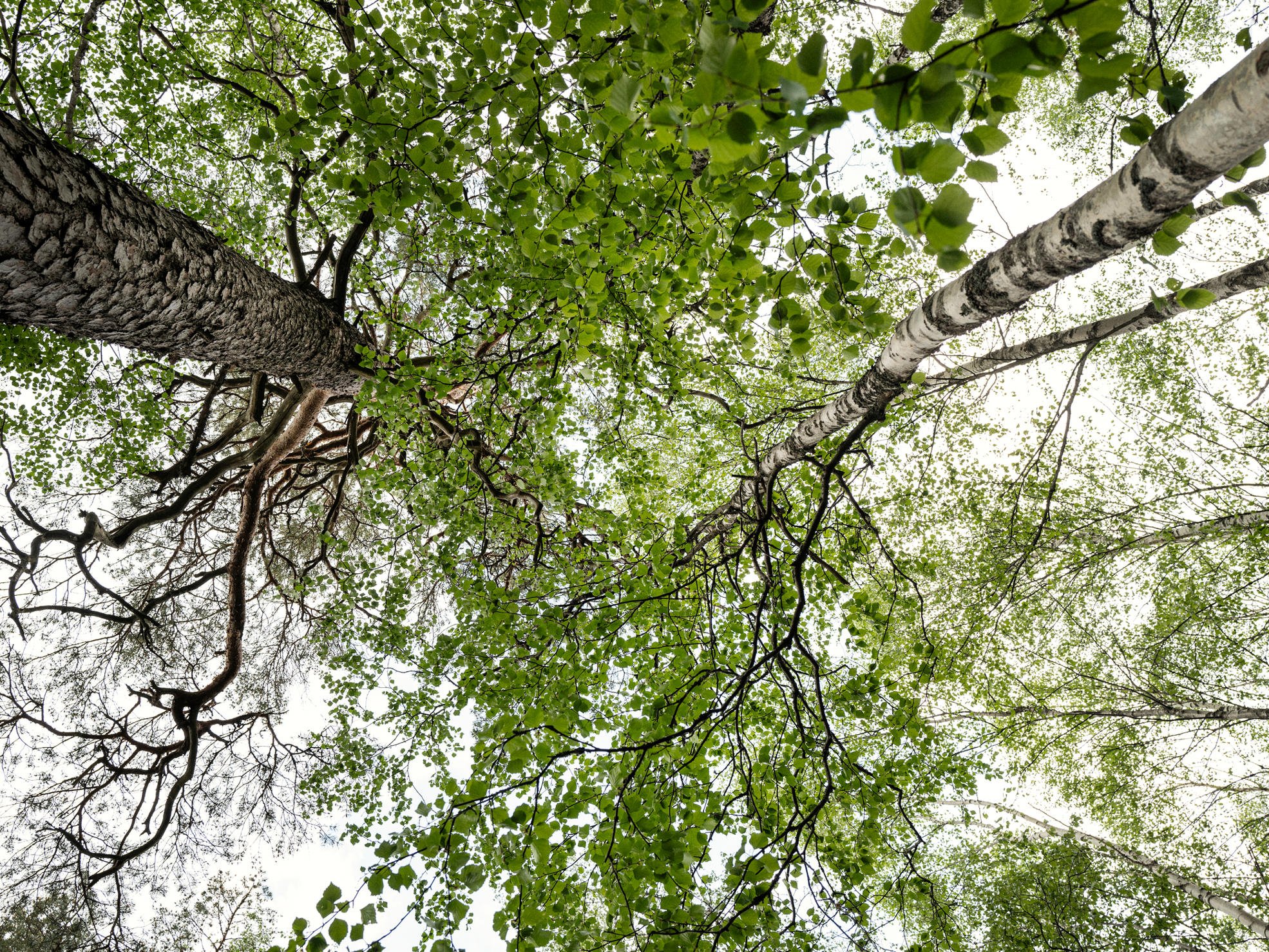 A forest owner and a forest specialist in a mixed cultivation seedling stand.