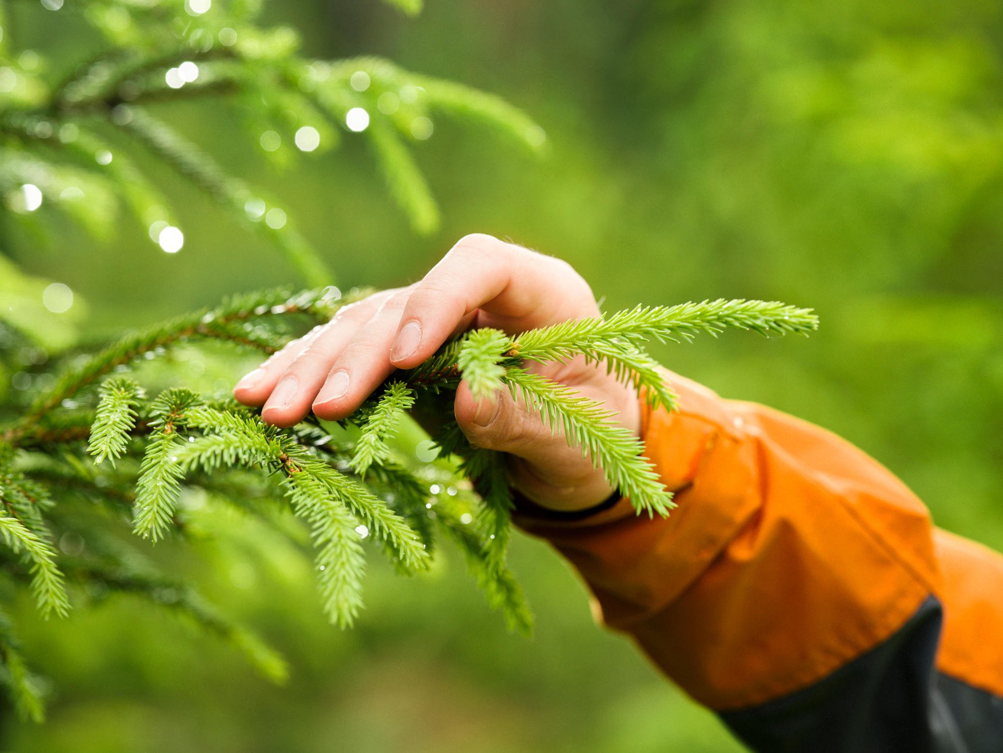 Hand on a tree branch