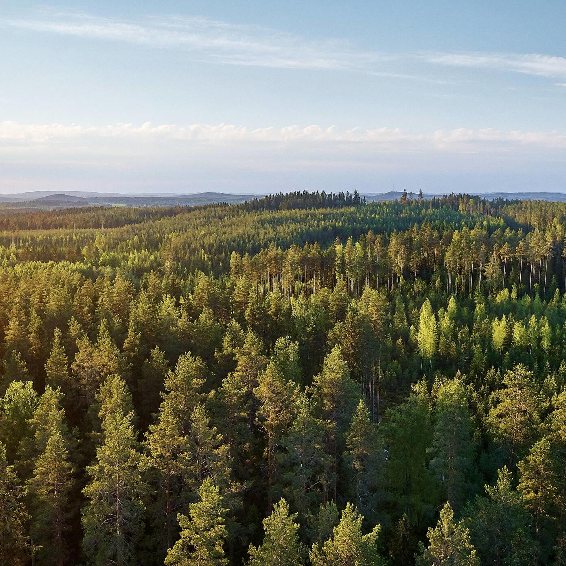 Forest aerial picture from Finland