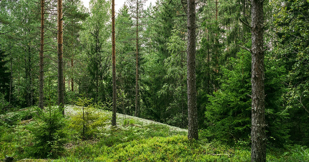 Forest clearing with diverse tree species