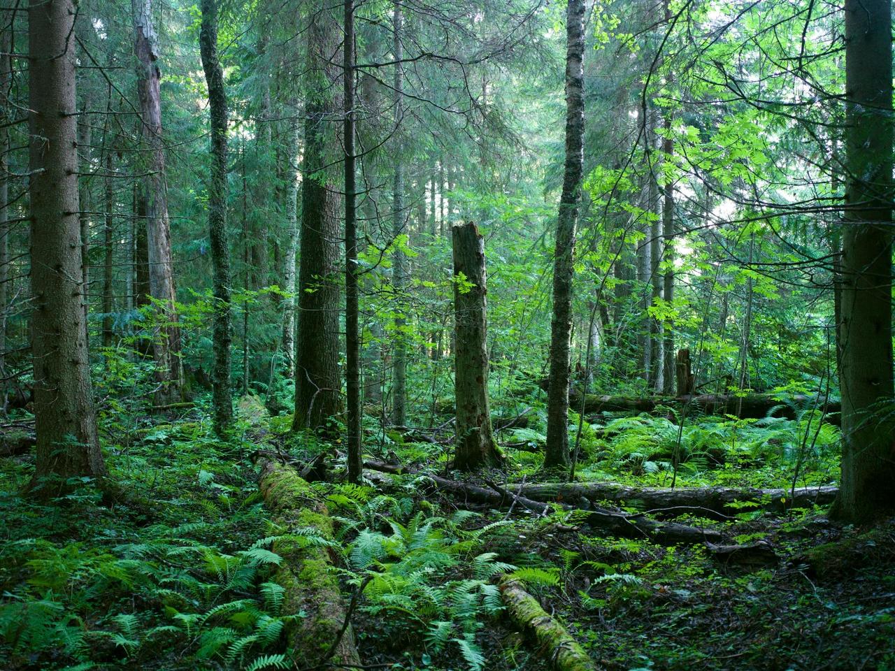The Conservation Foundation safeguards forest biodiversity