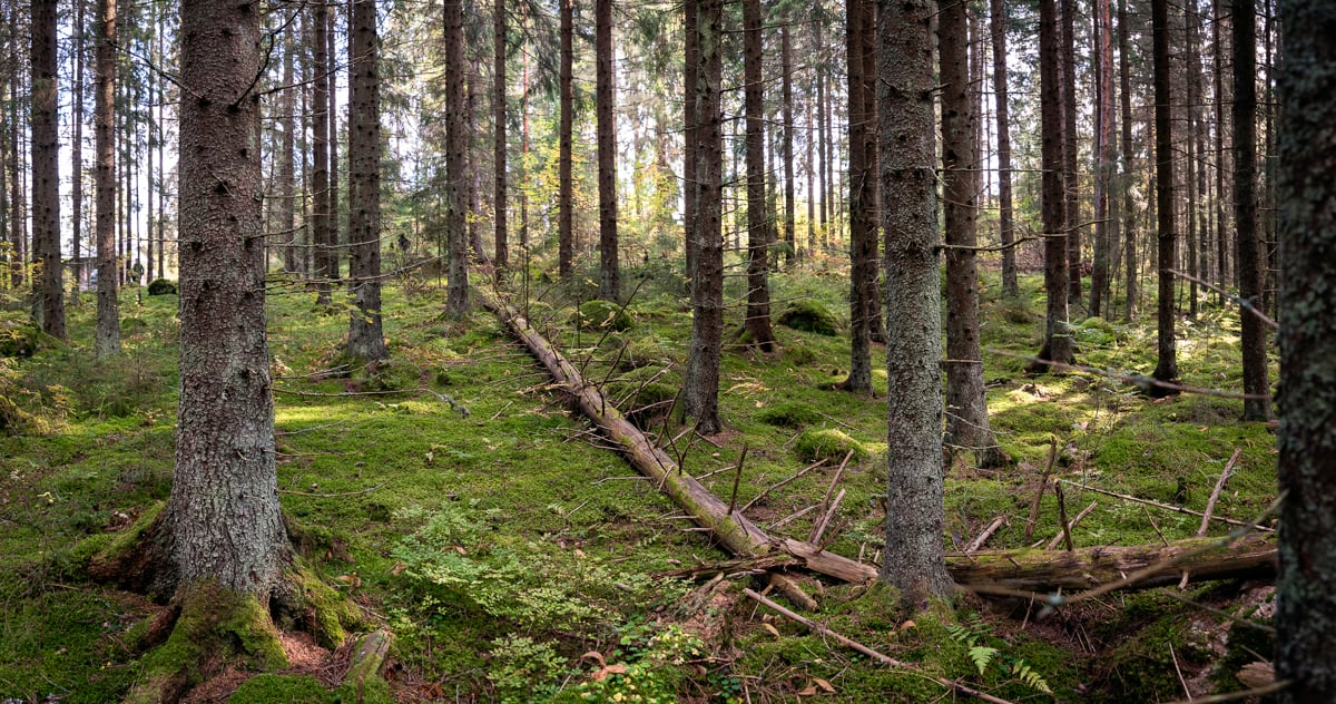 Taking nature thinking a step further