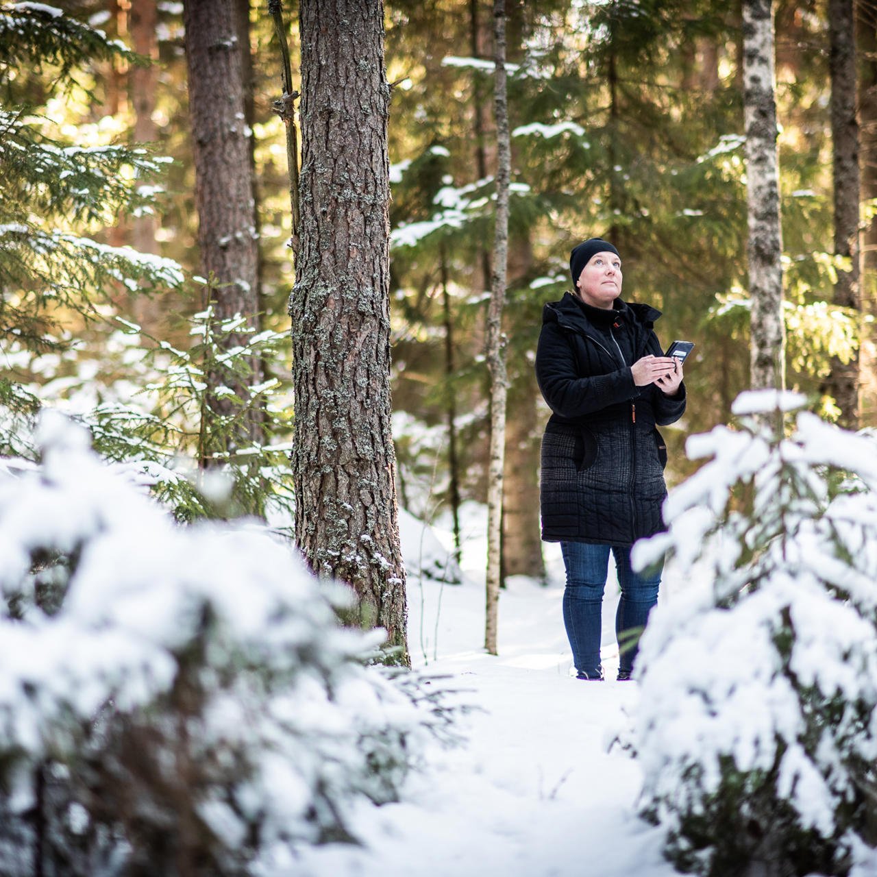 Tarkastele metsäomaisuutesi kehitystä