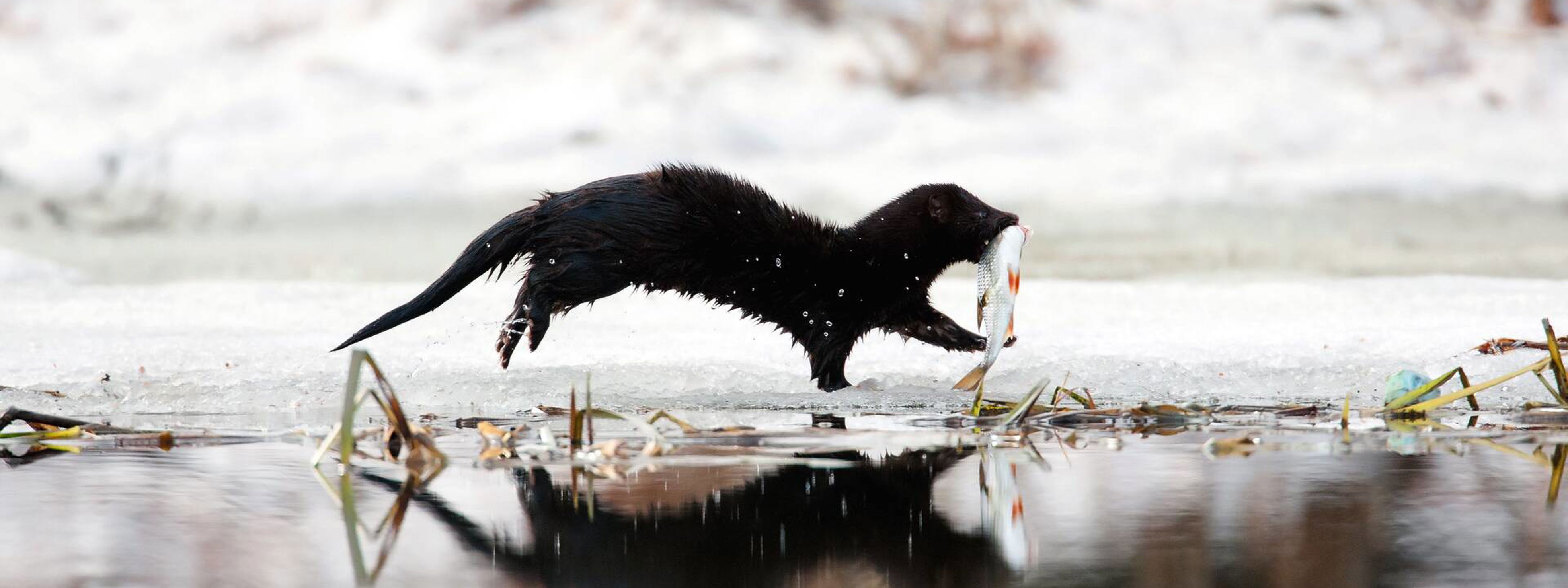 Mink catching a fish