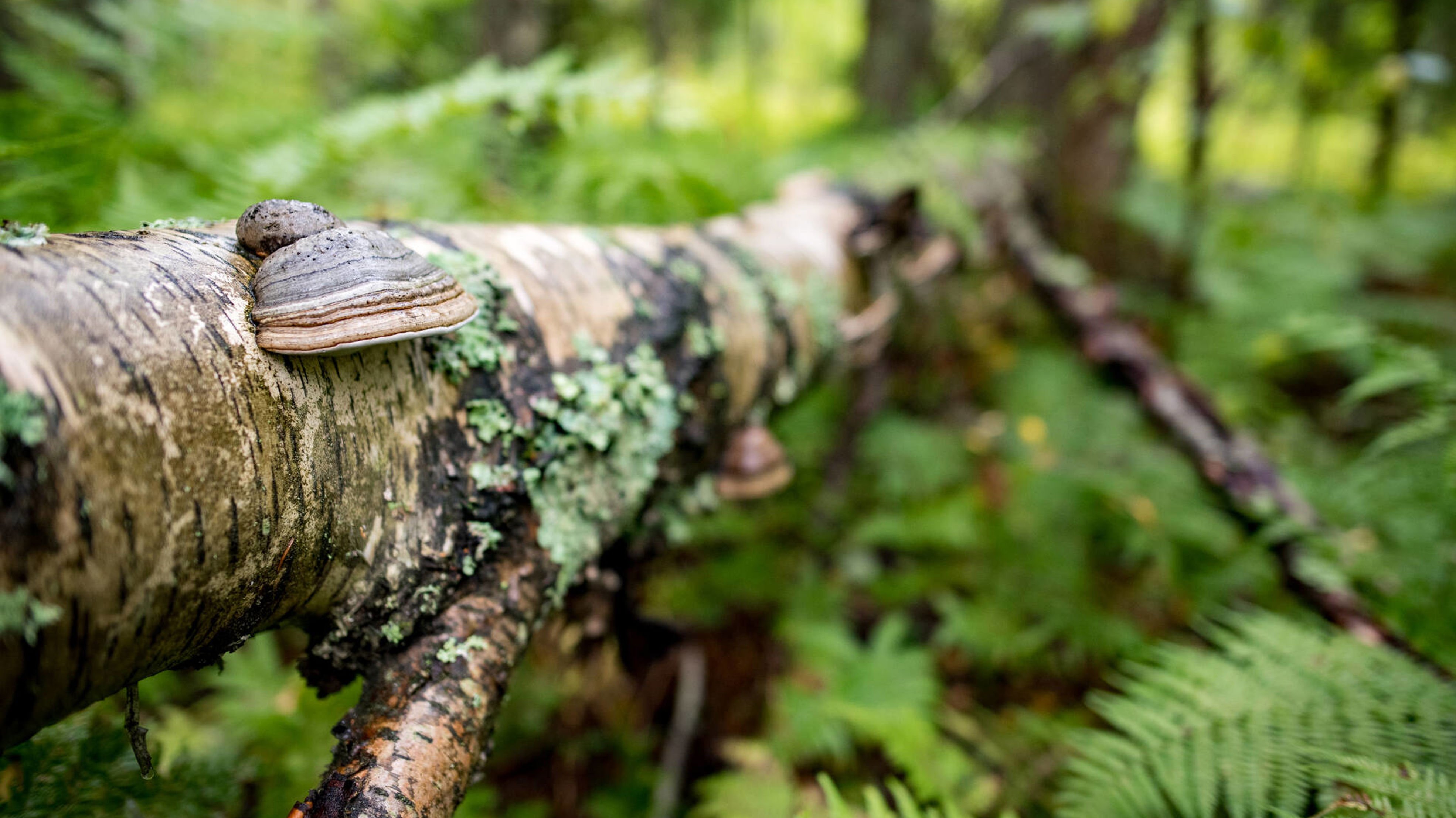 Uudistava metsätalous pyrkii parantamaan metsäluonnon tilaa