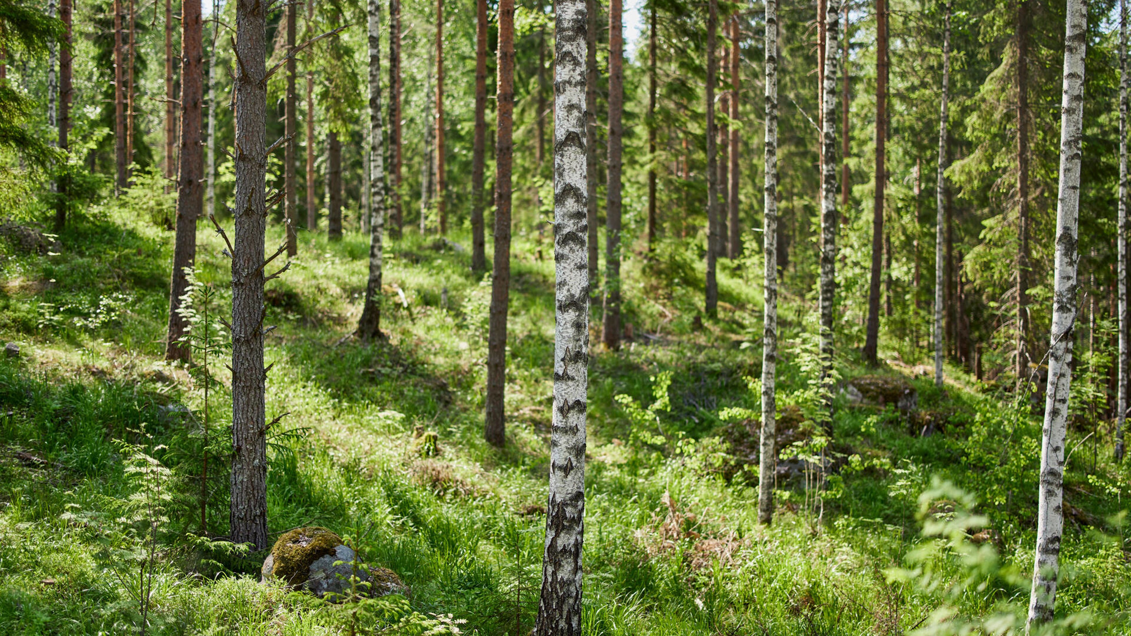 Uudistavan metsätalouden vaikutuksia mitataan