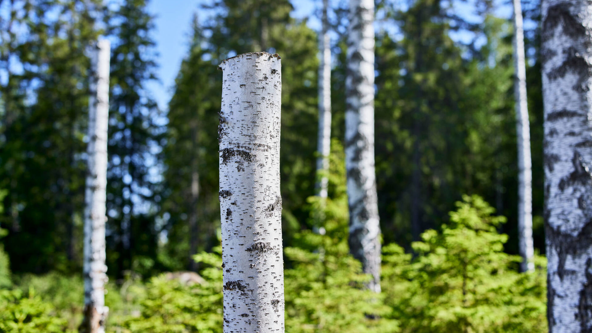 Metsä Group Plus on uudenlainen metsänhoitomalli