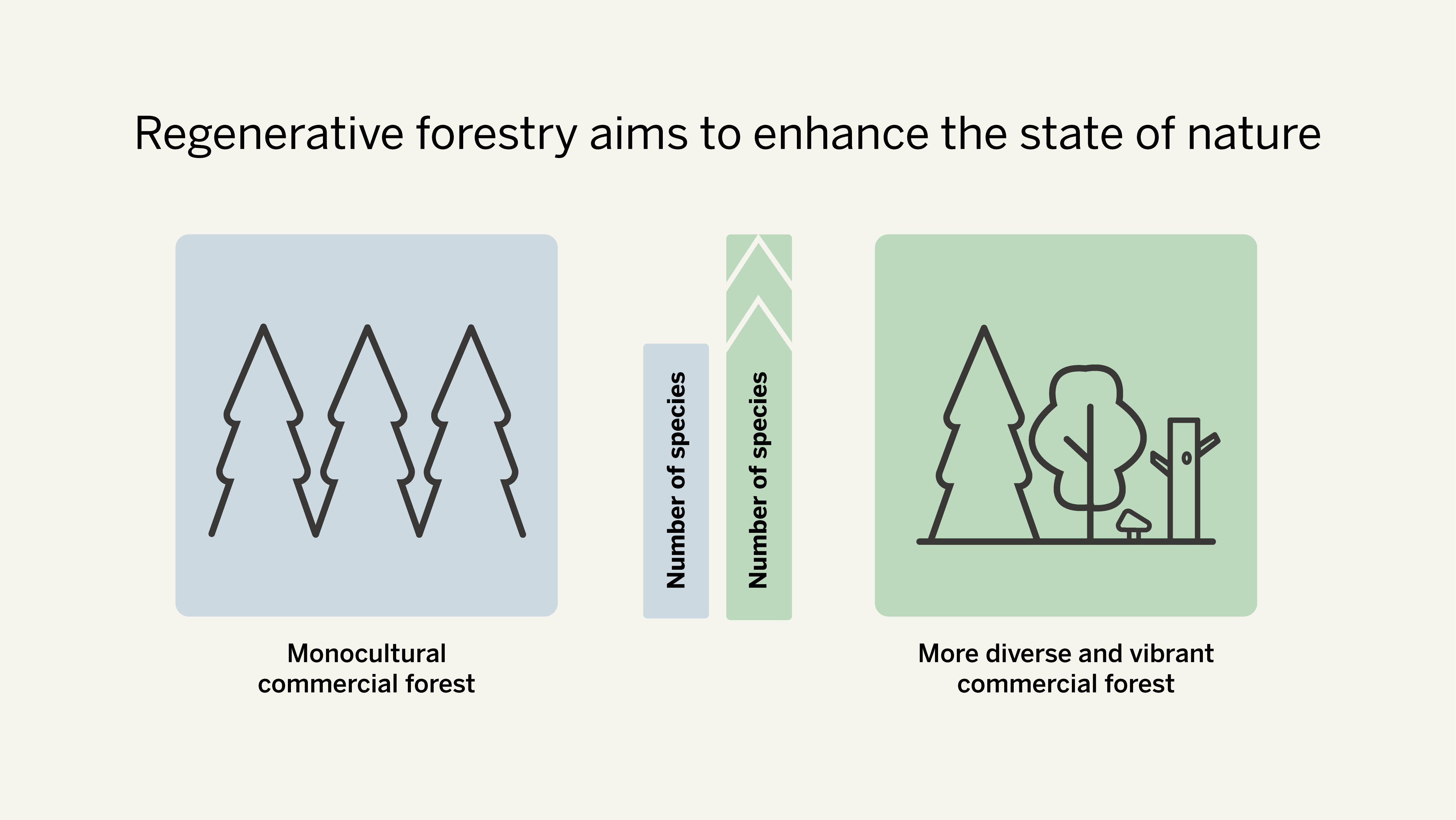 Regenerative forestry aims for more diverse and climate-resistant forests