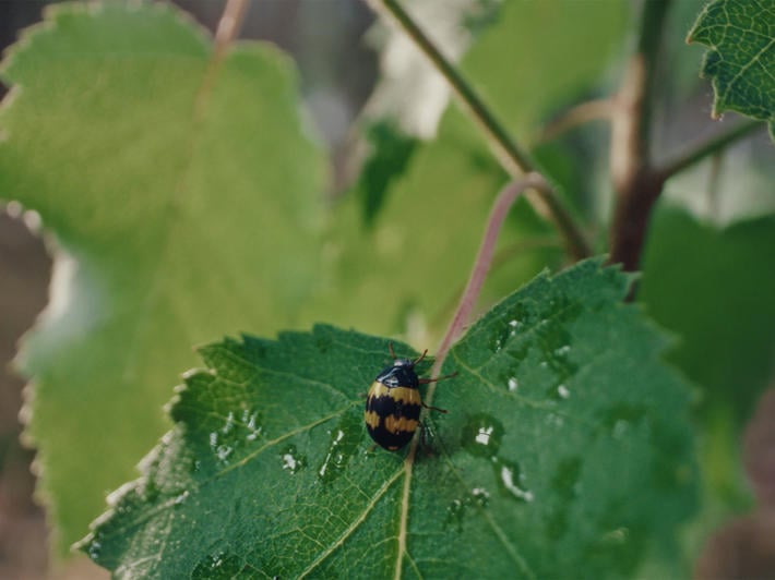 Regenerative forestry offers growth with a future