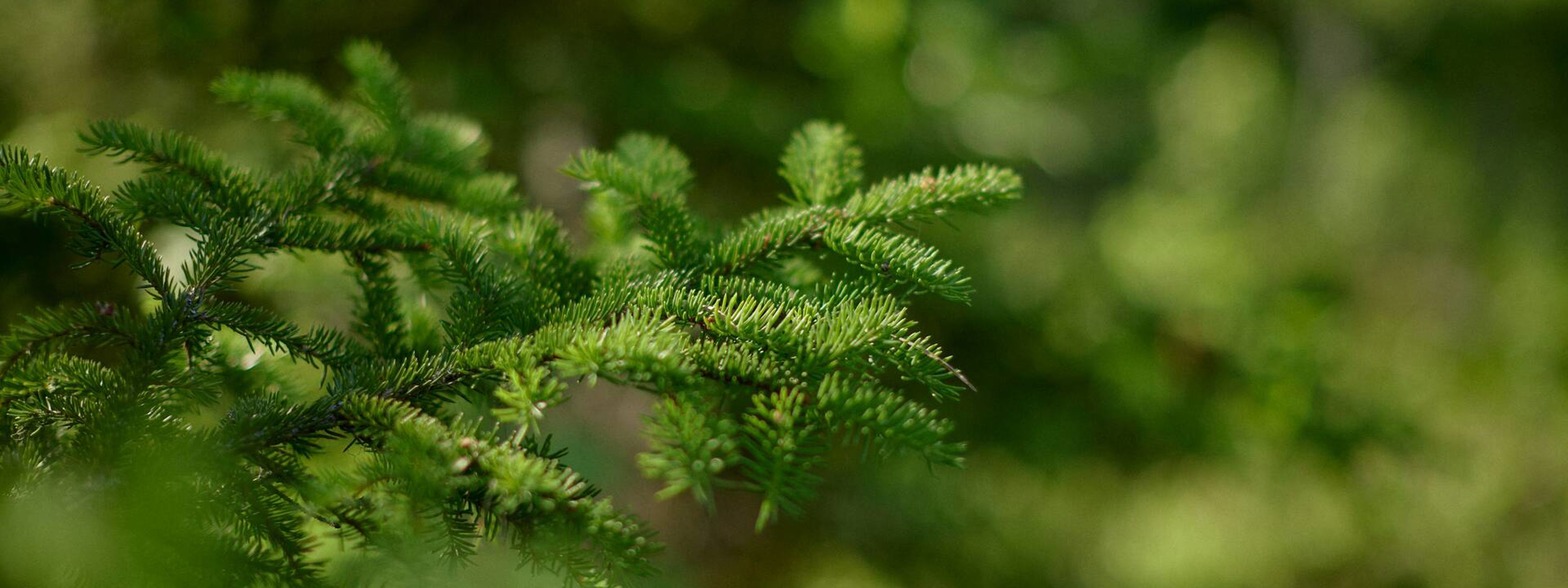 Spruce nut, kuusenkerkkä