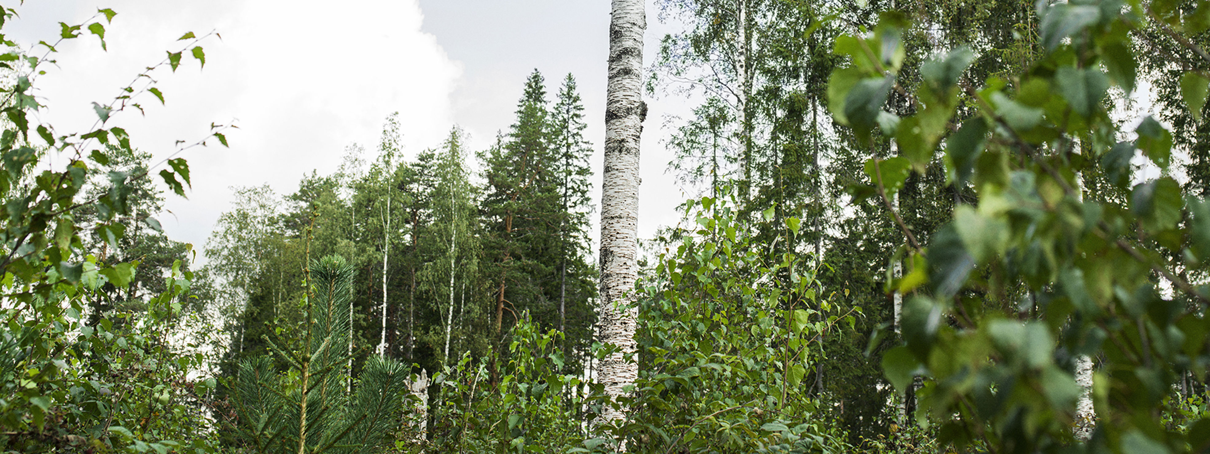 Mixed forest