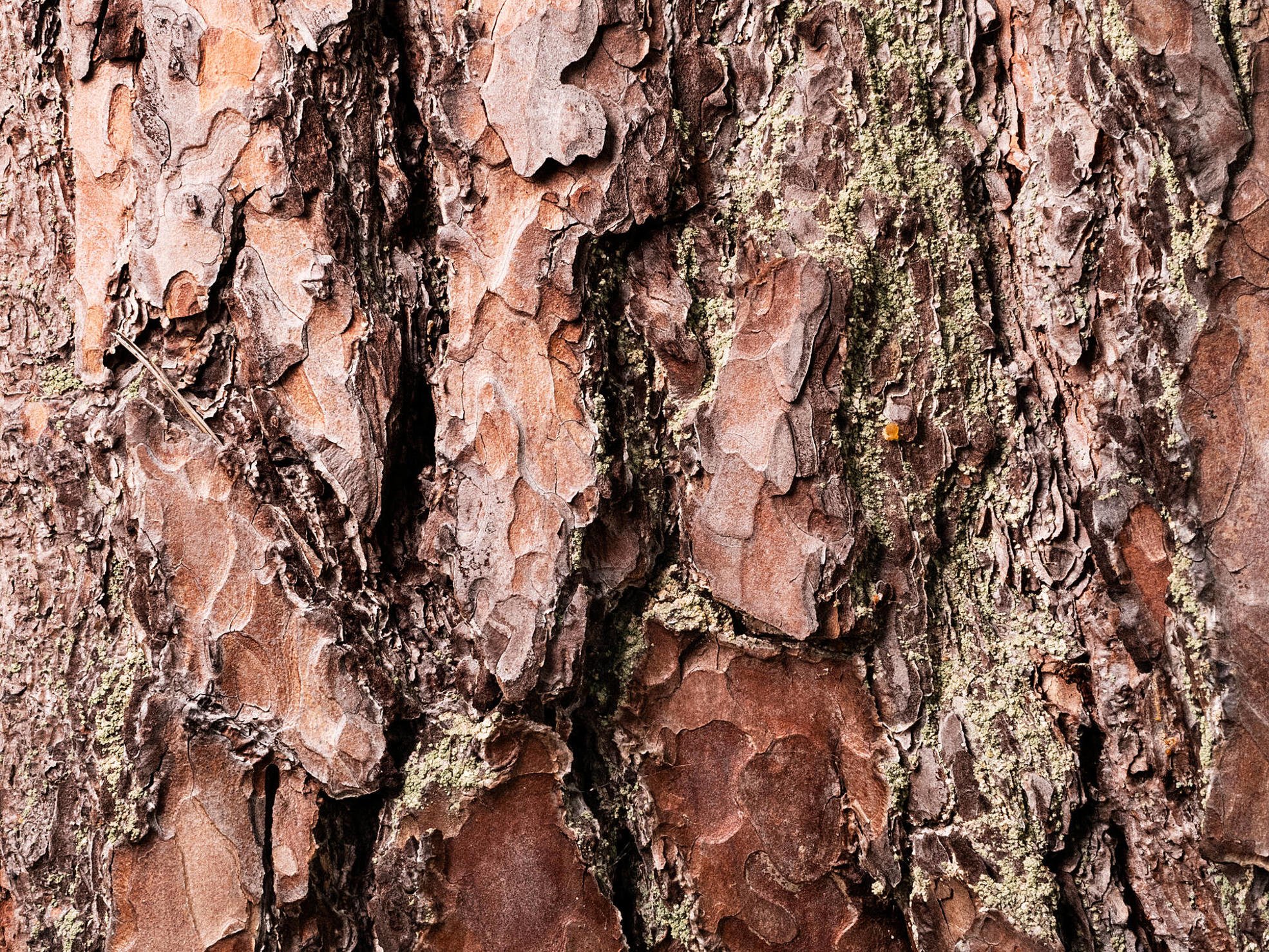 The end of the log, with Metsä Group's label.