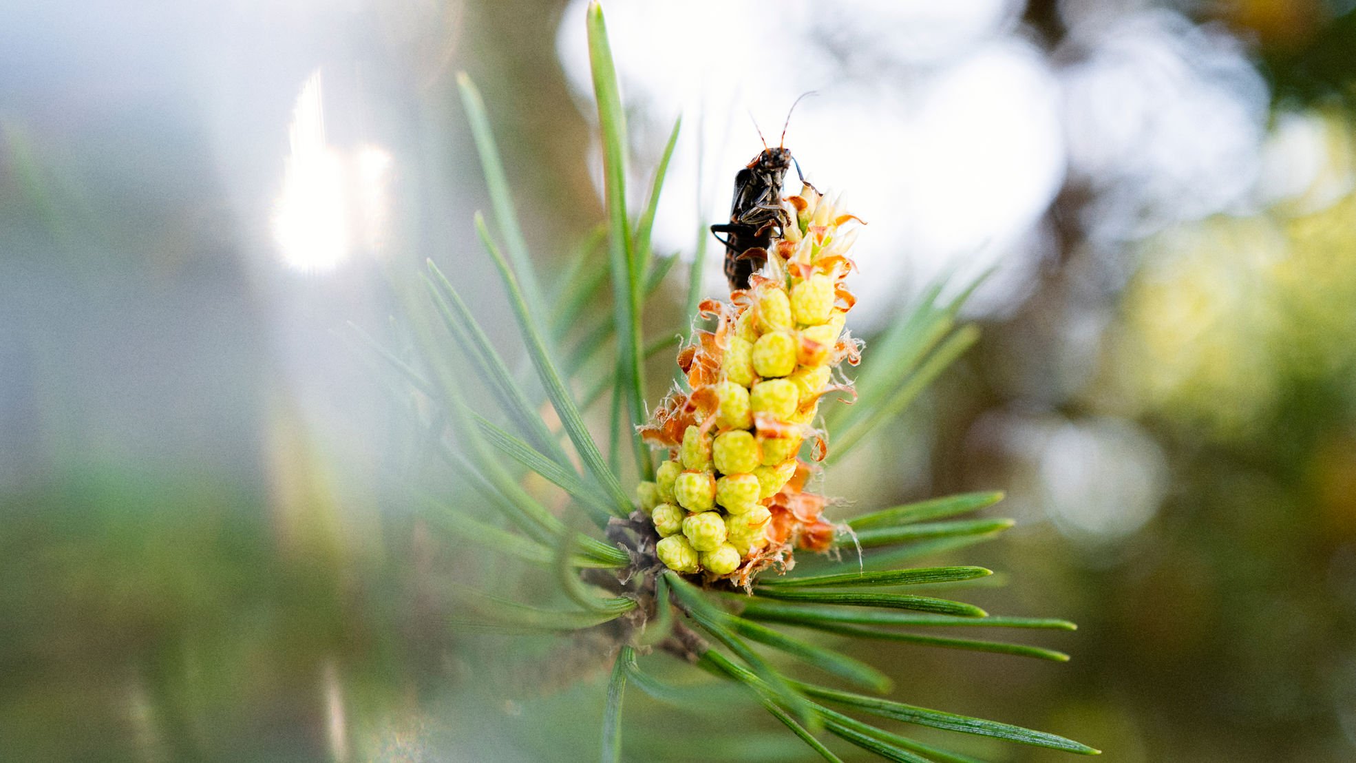 Regenerative forestry strengthens the state of nature