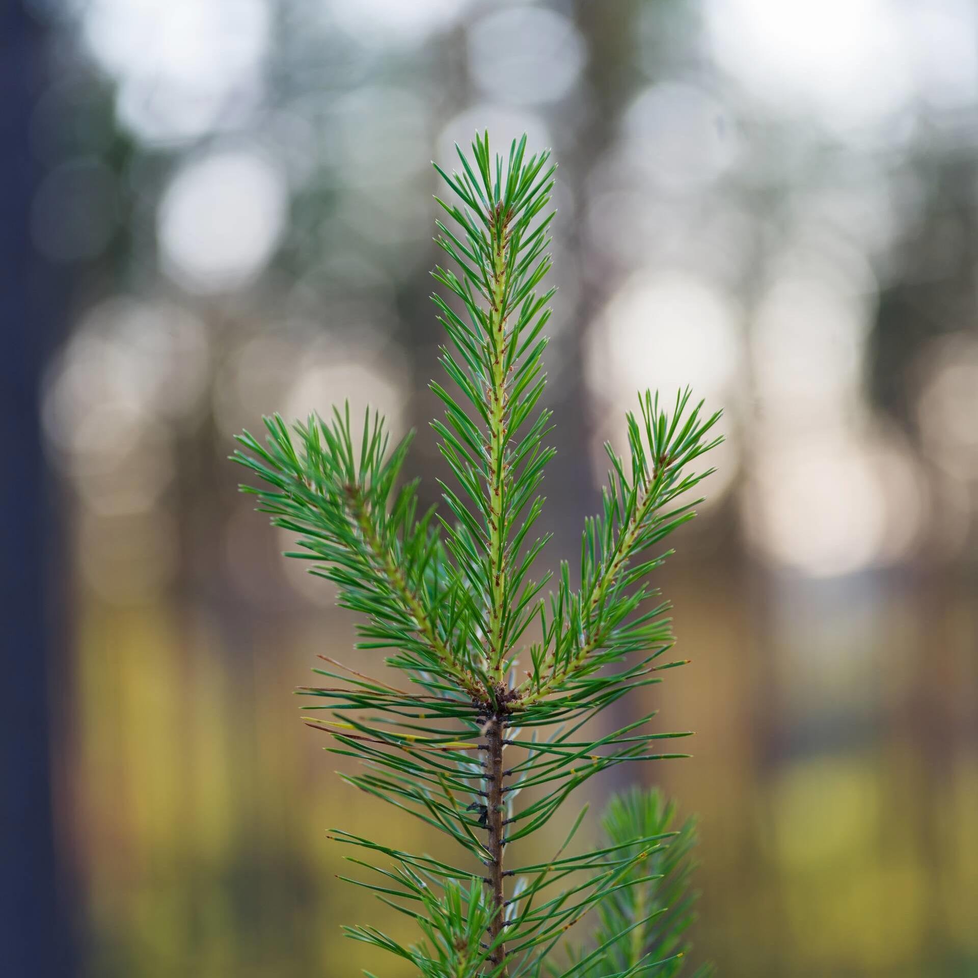 Supply chain and digital service