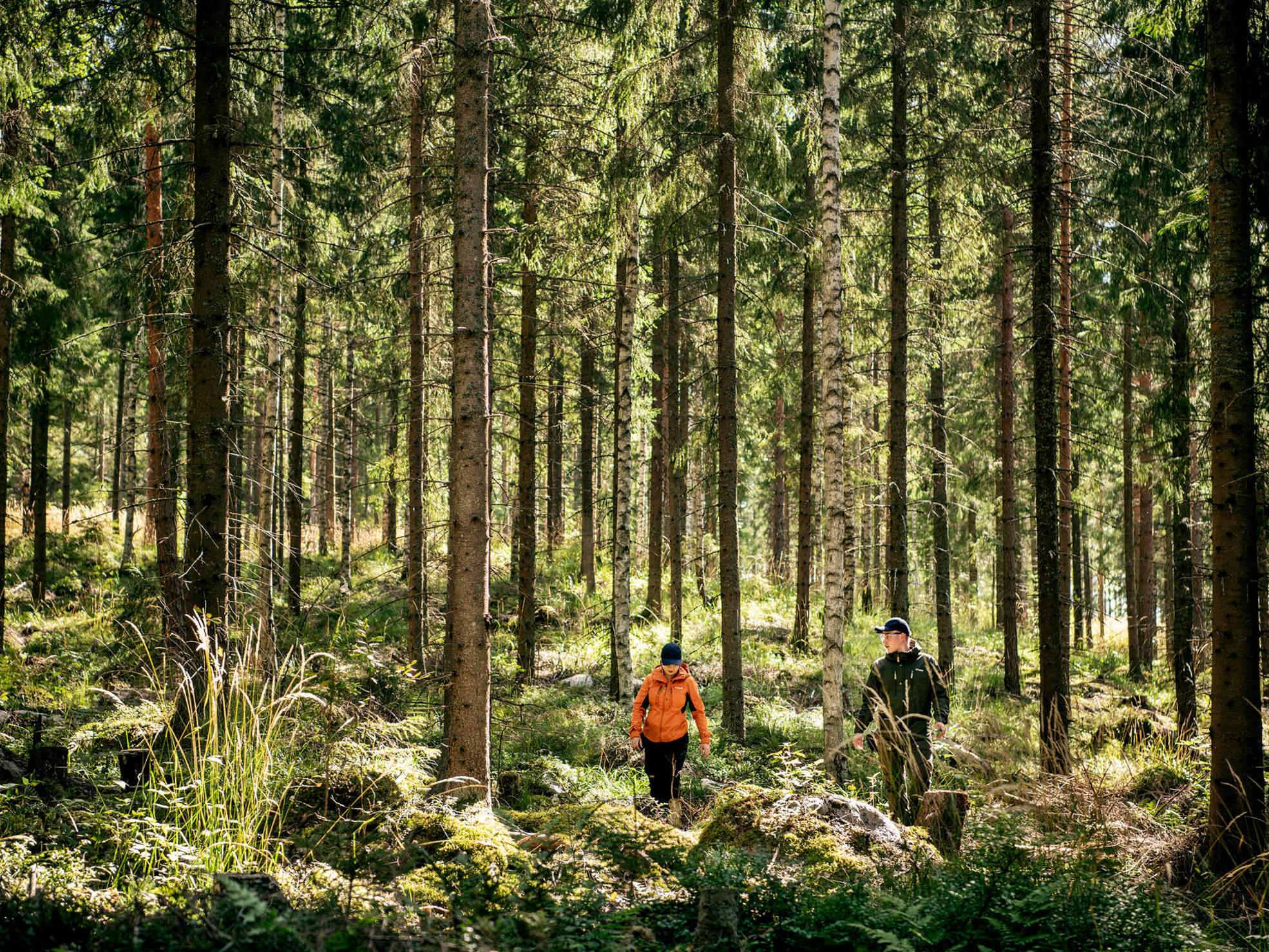 Sustainable forest management