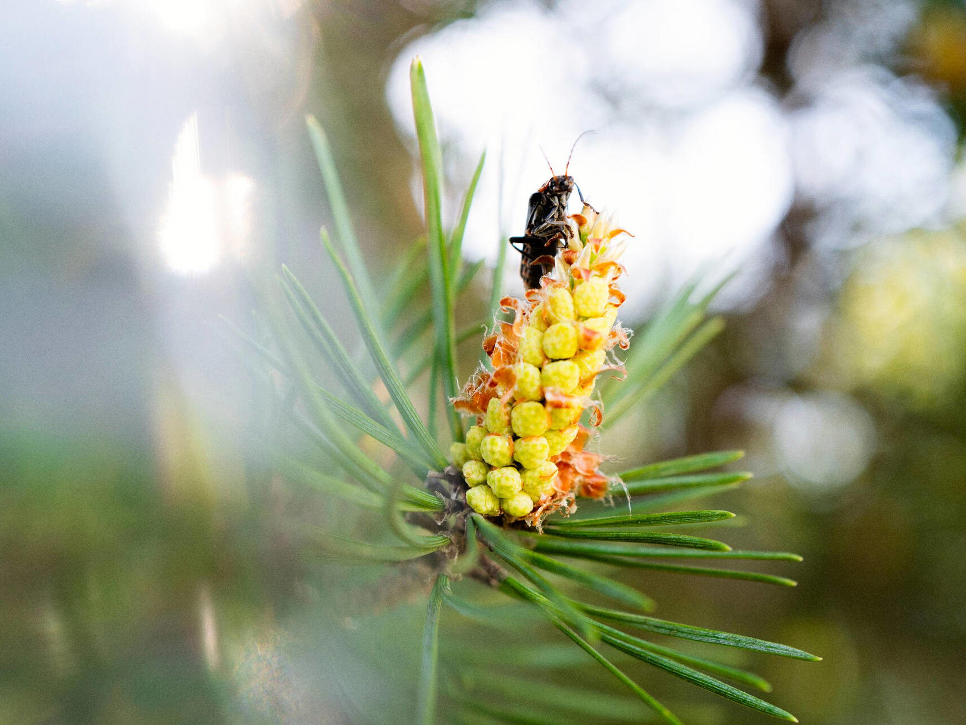 Sustainable forest management