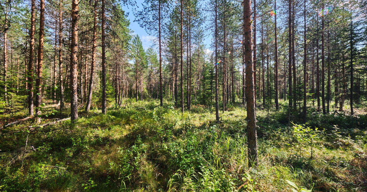 Metsä Group's Kemi bioproduct mill’s by-products utilized: wood ash ...