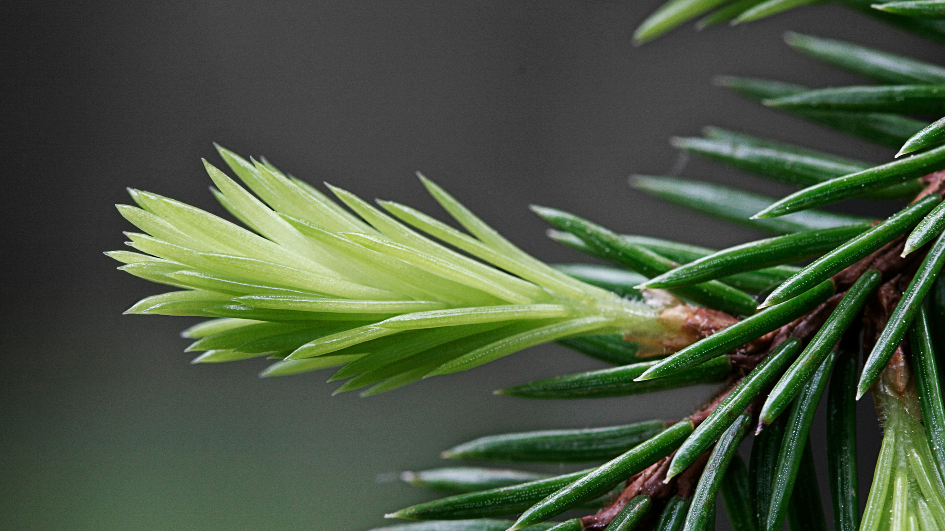 Spruce