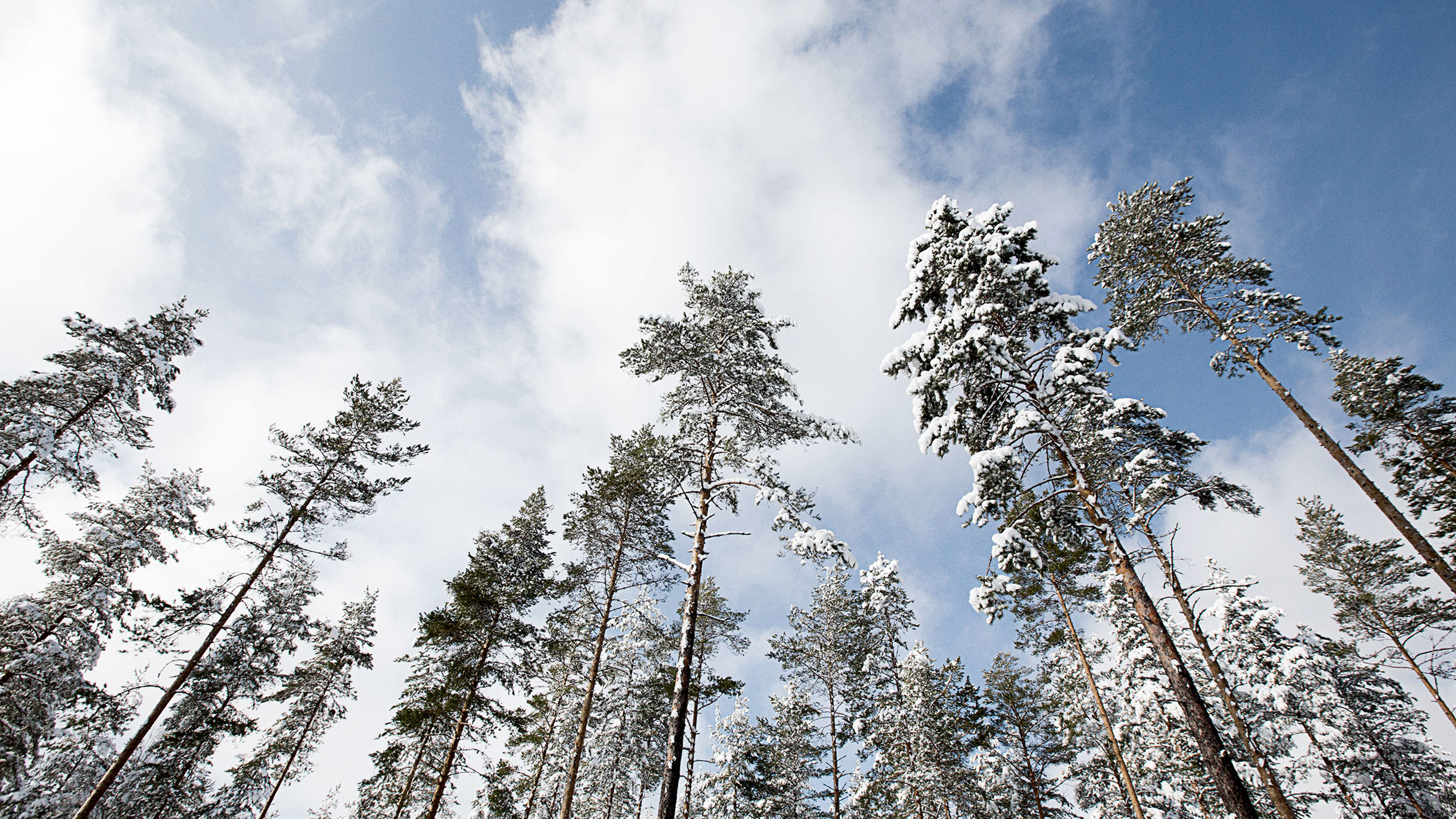 Talvinen metsä