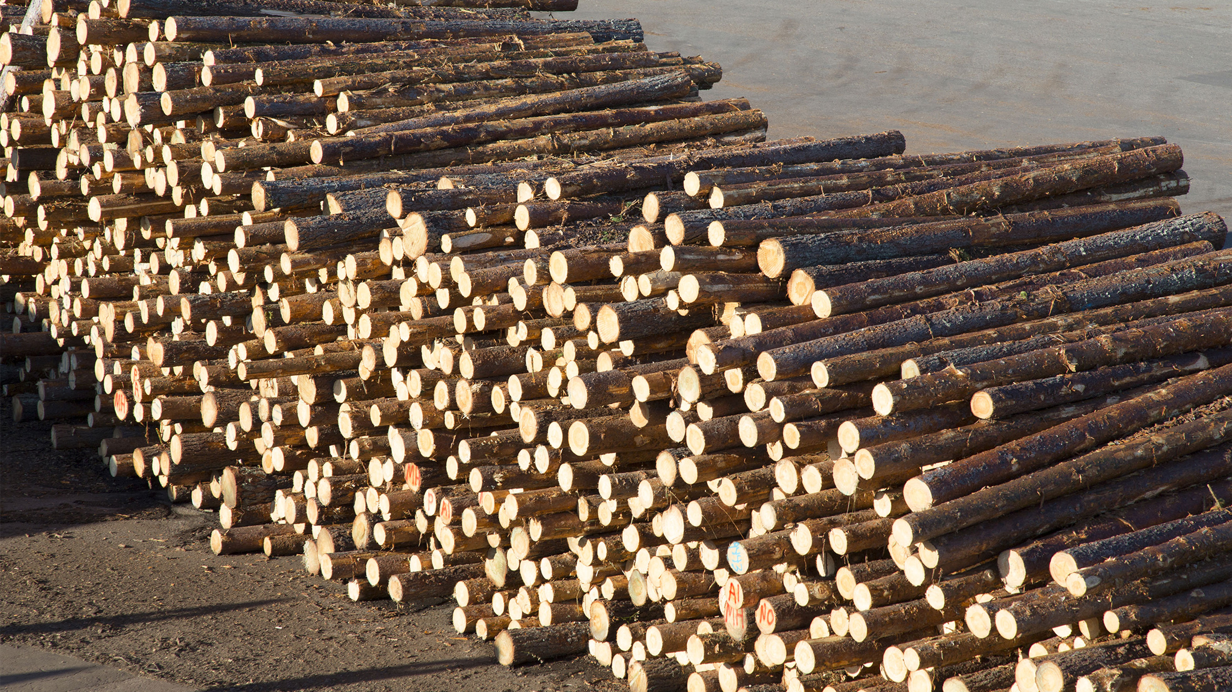 Pile of logs