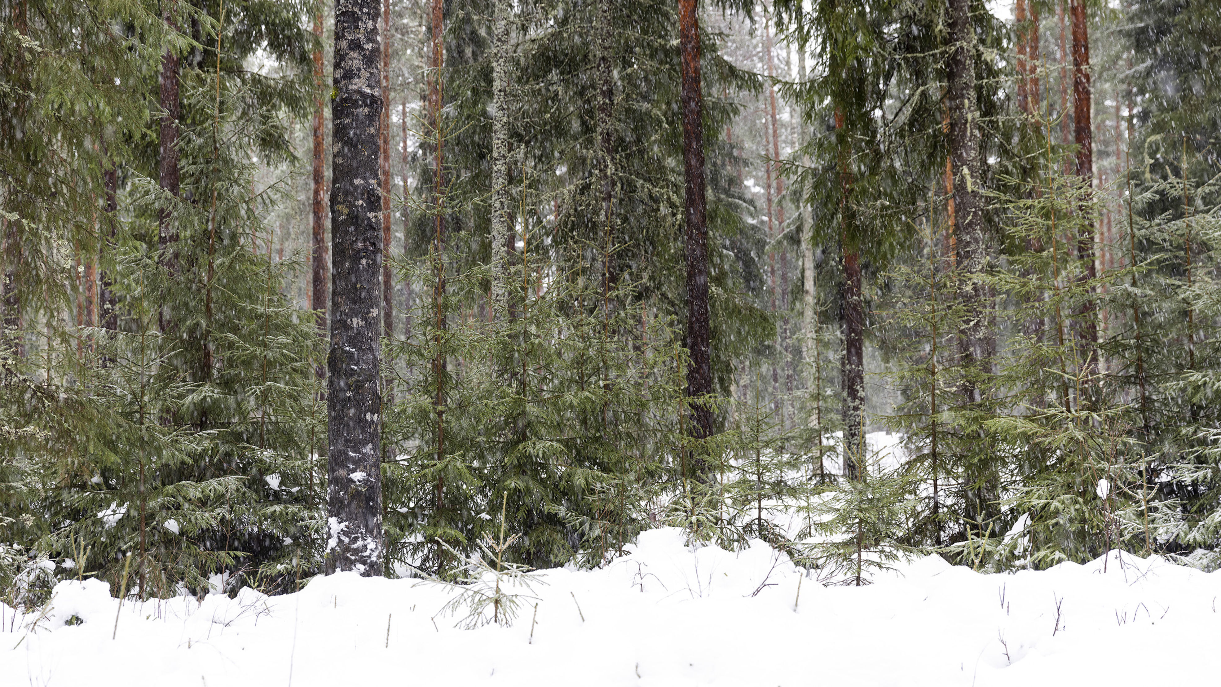 Winter forest