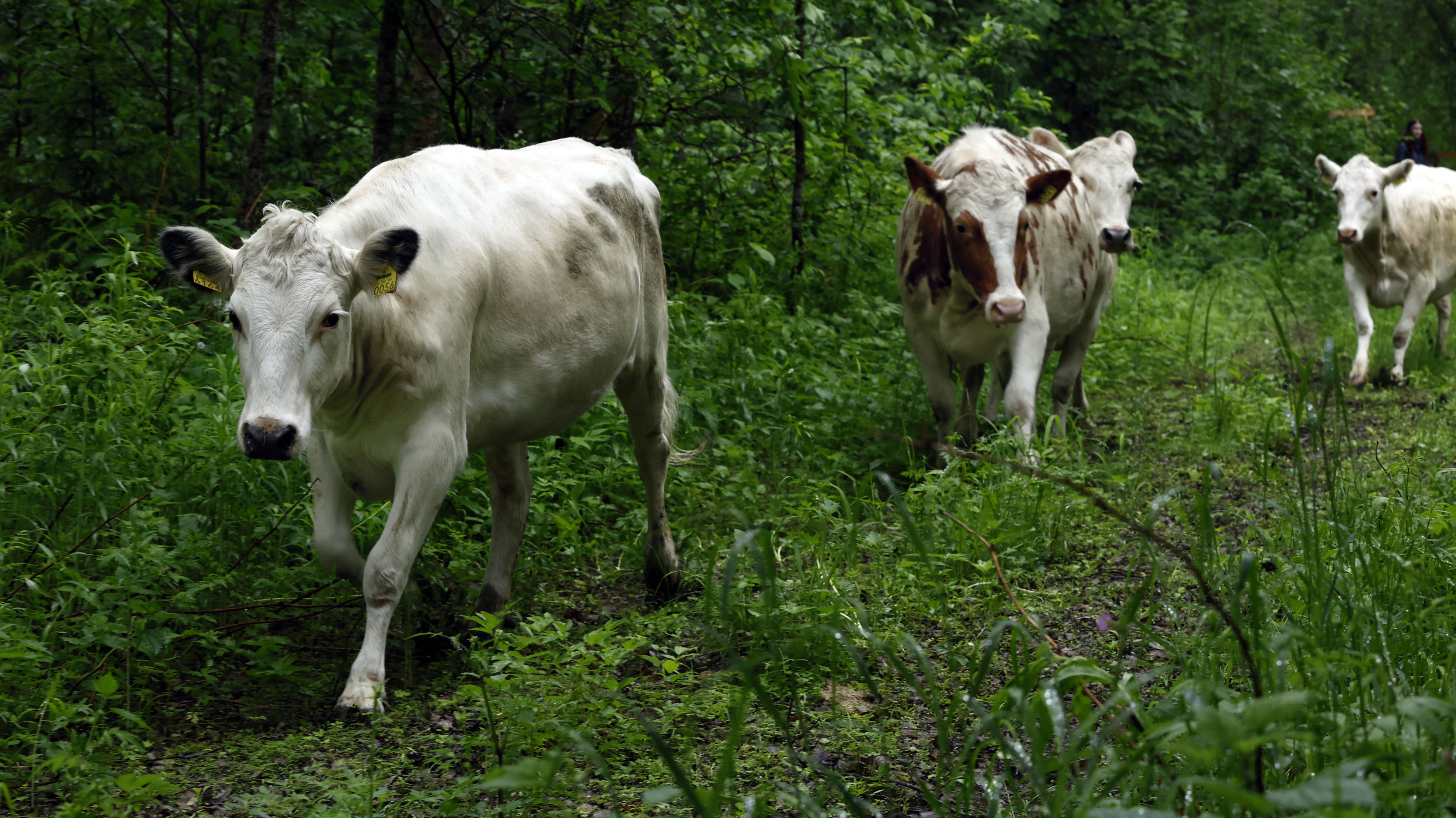 Regenerative land use