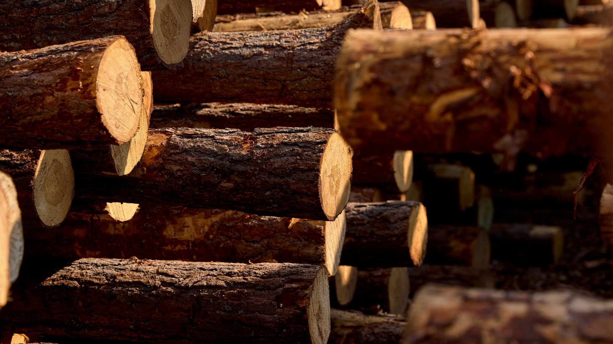 logs in Lappeenranta sawmill
