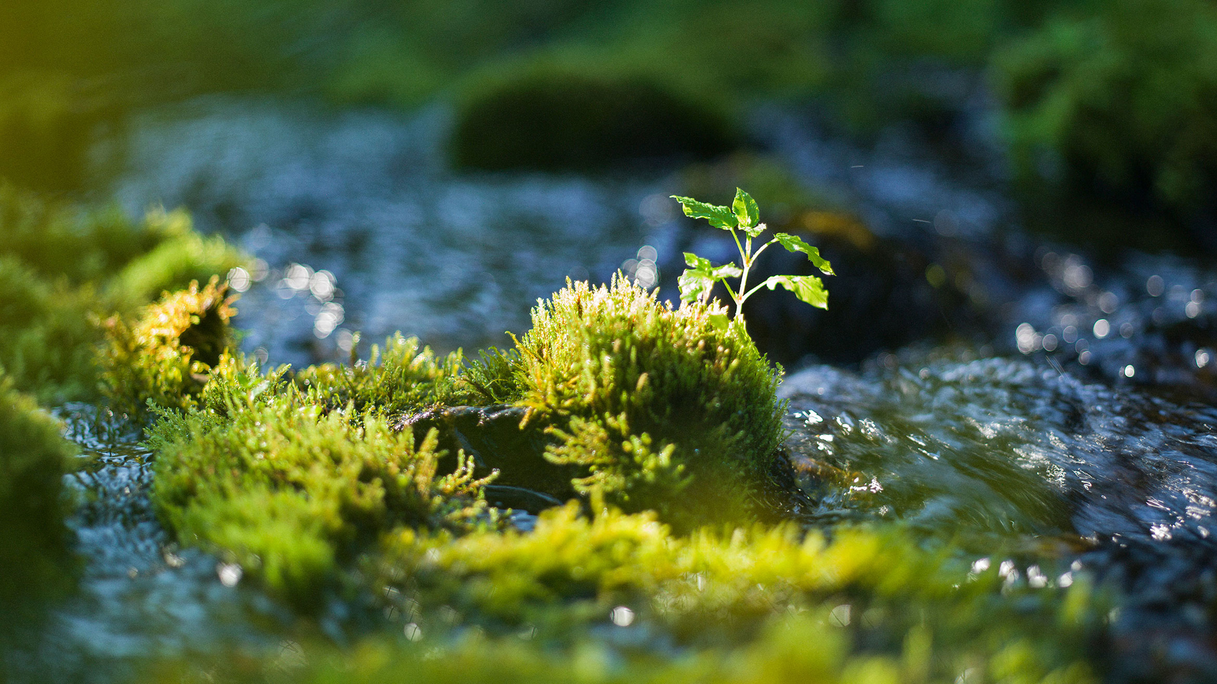 Little sprout of a tree is growing midst moss next to a stream of water