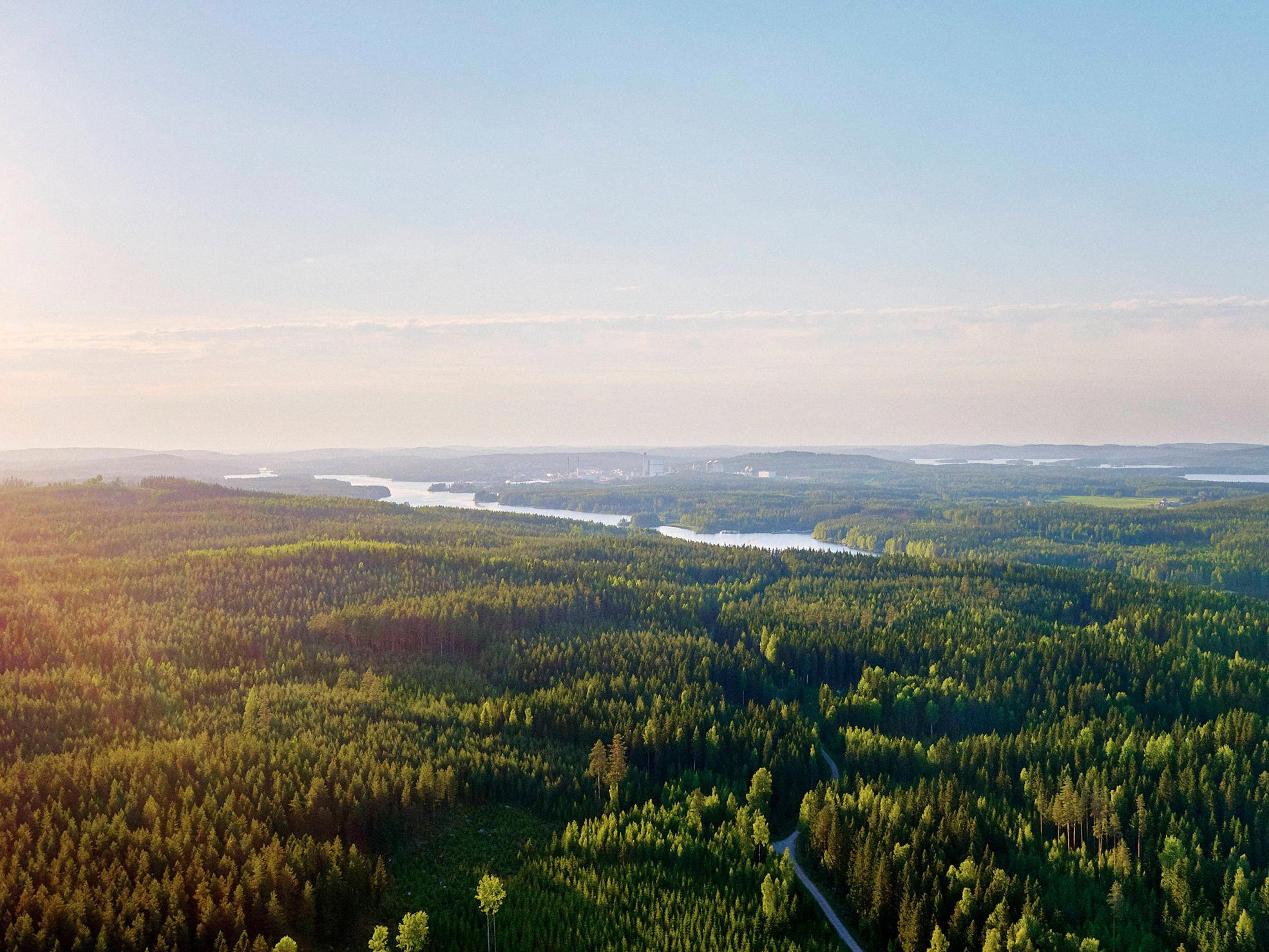 Aurinkoinen metsä maisema