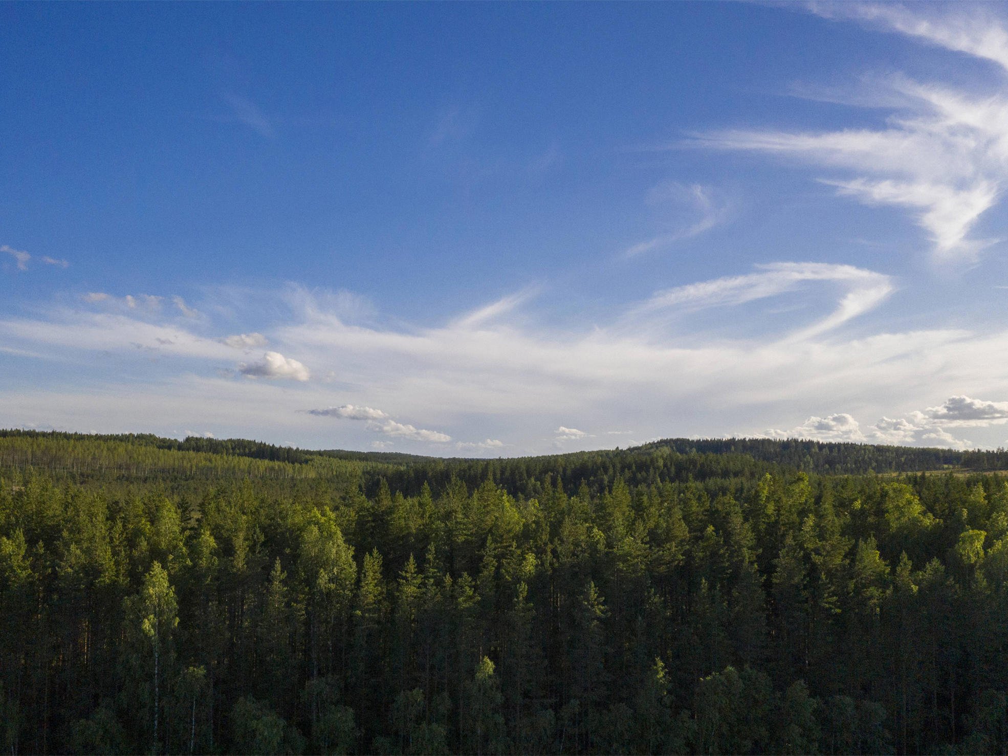 Forest scenery with a sky with white clouds