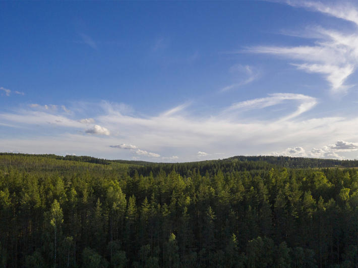 Forest scenery with a sky with white clouds