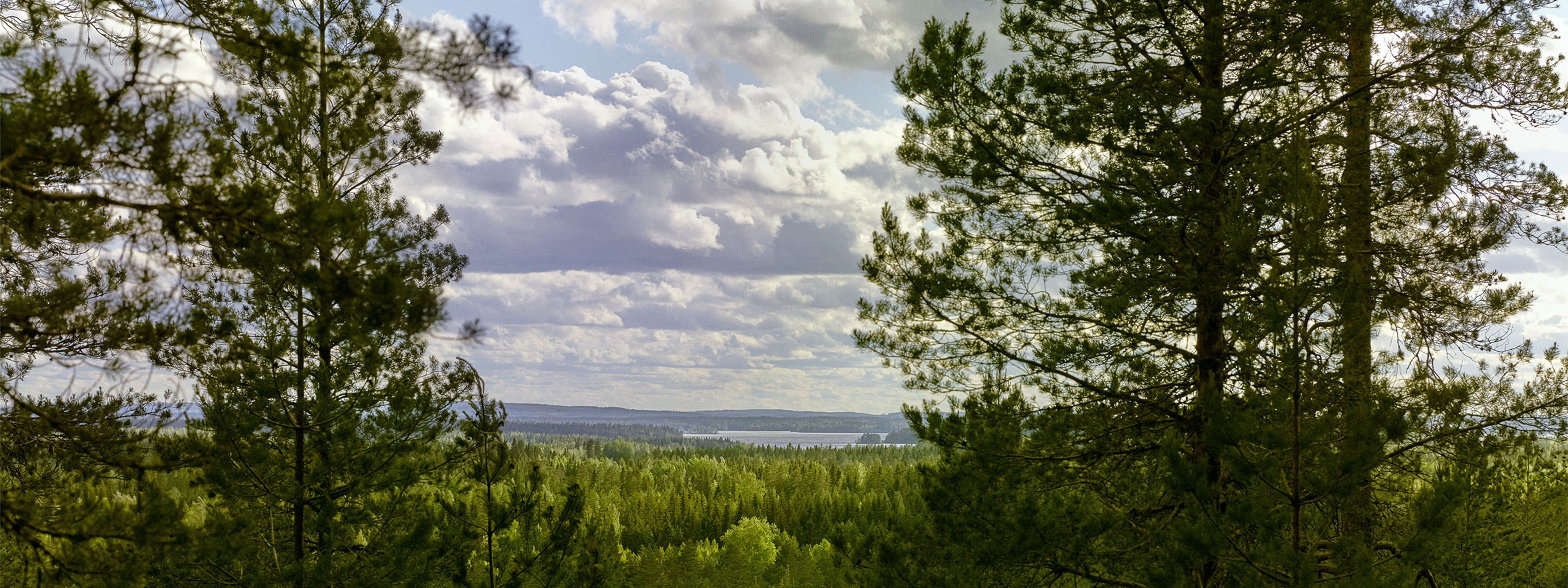 Metsä maisema jossa taivaalla poutapilviä