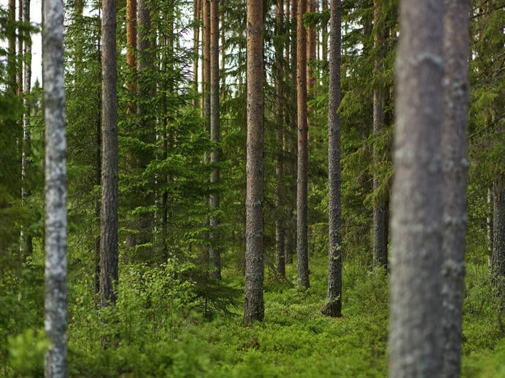 Lajirikas suomalainen metsä kesällä