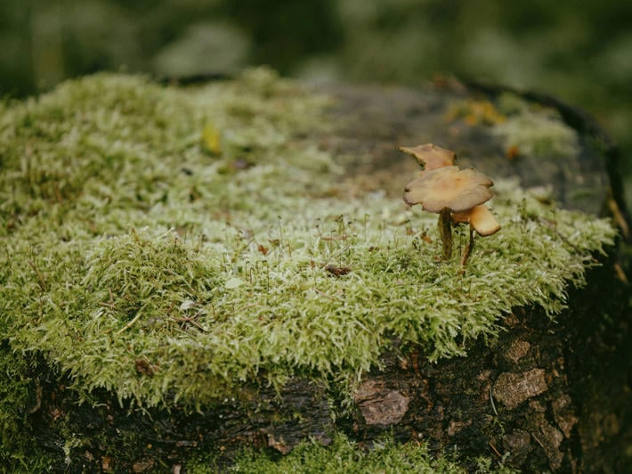 Little mushroom growing on a green mossy old tree stump