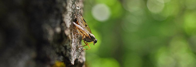 Winged insect sitting on a pine tree trunk