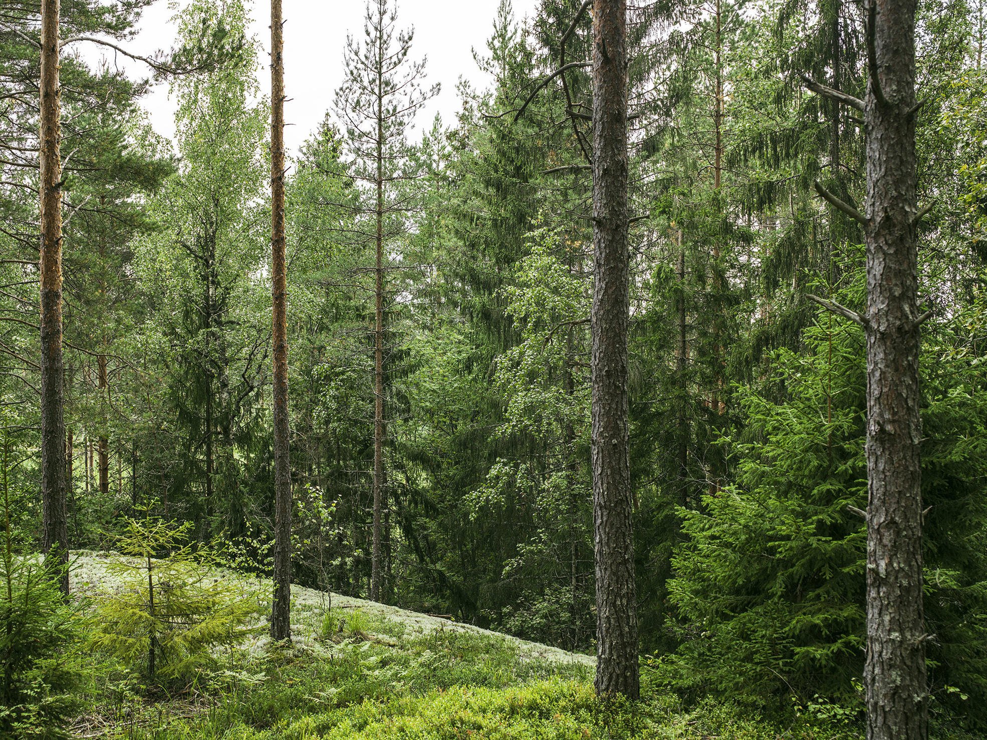 Little hill in a forest with different species of trees growing around it