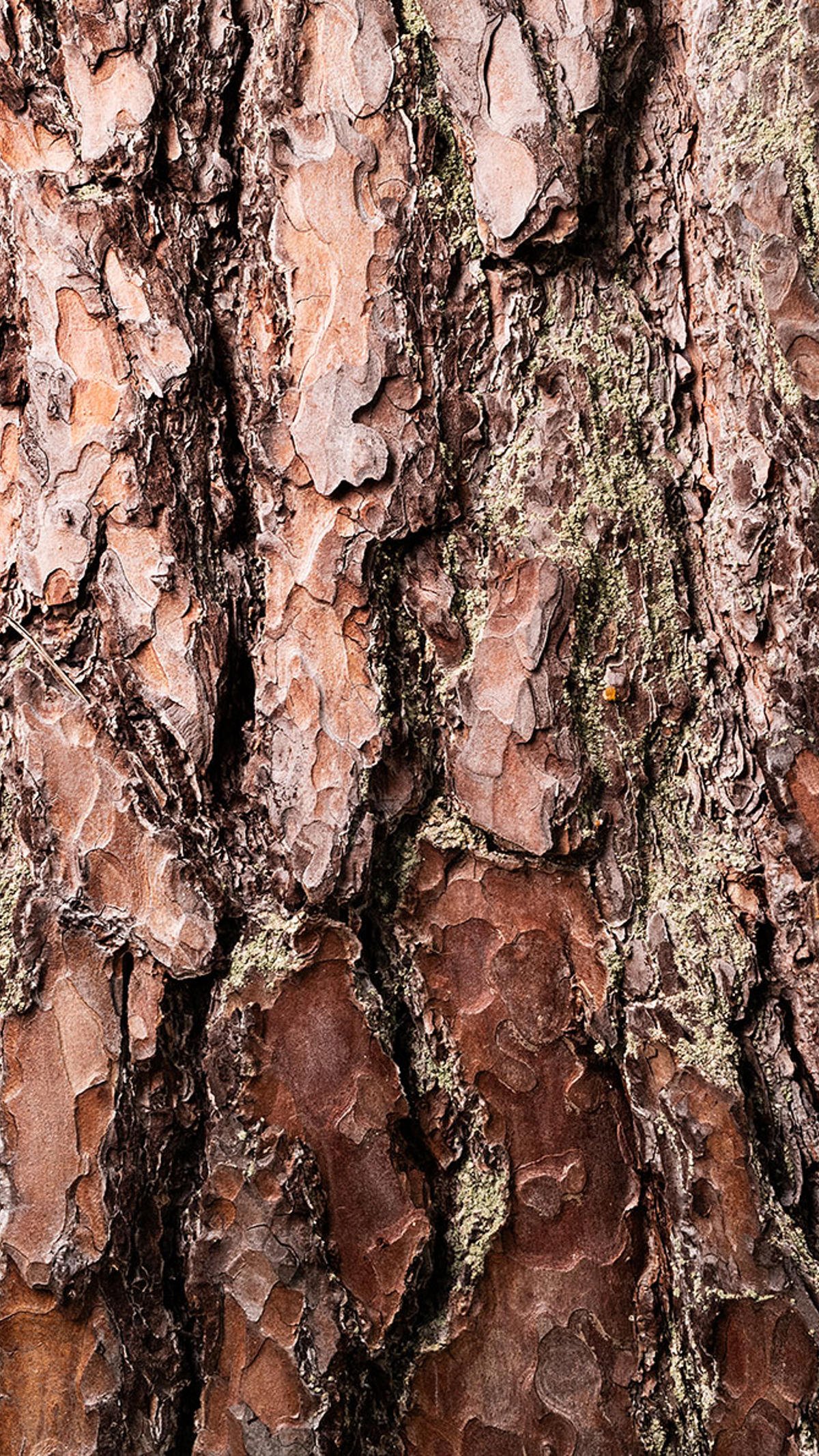 Pine tree bark in closeup detail