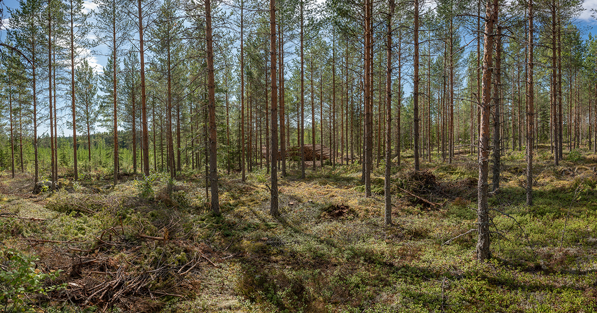 Metsä Group strengthens its wood supply in Finland