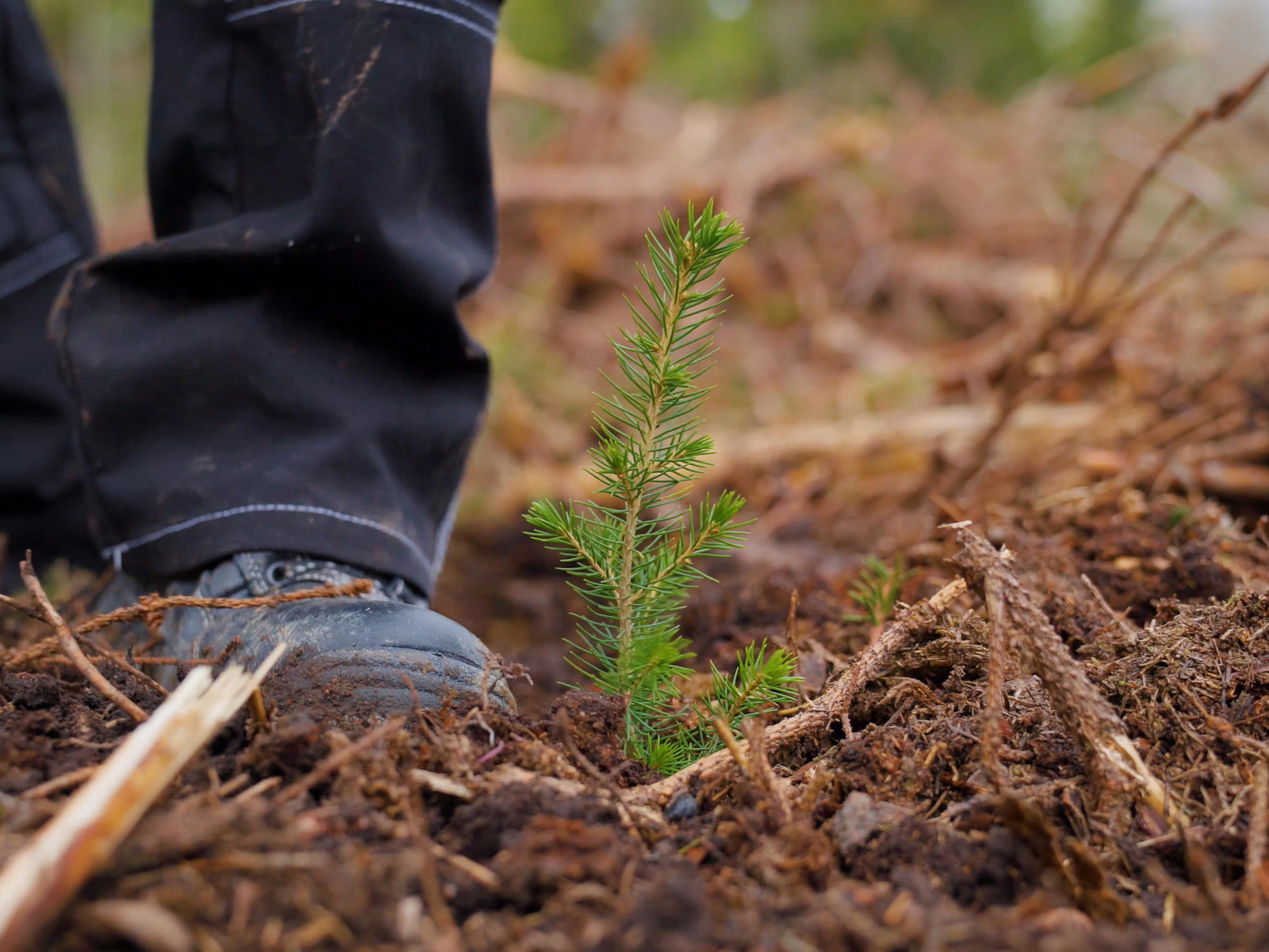 Freshly planted spruce seedling.