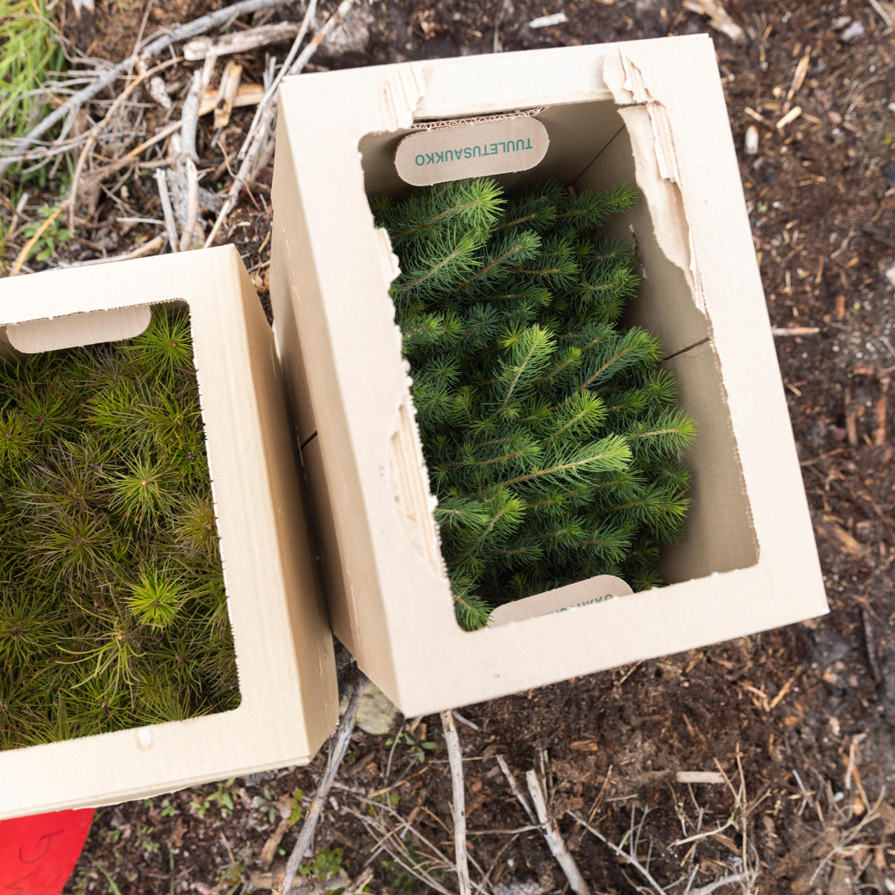 Use domestic tree species in regeneration