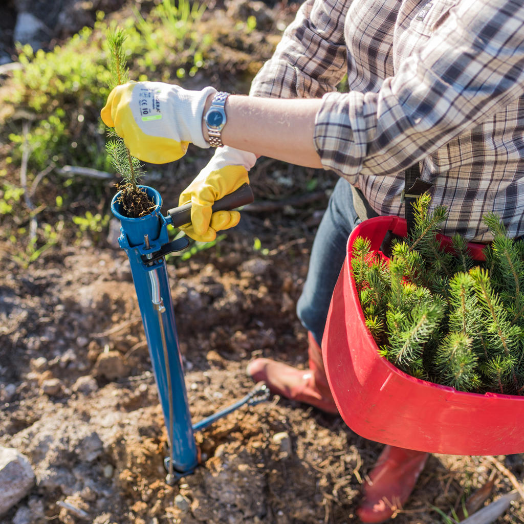 The entire chain from the forest to the mill