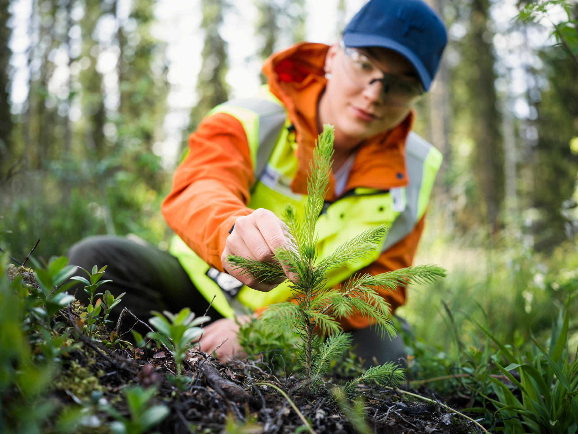 A forest service provider and forest specialist standing among seedlings.