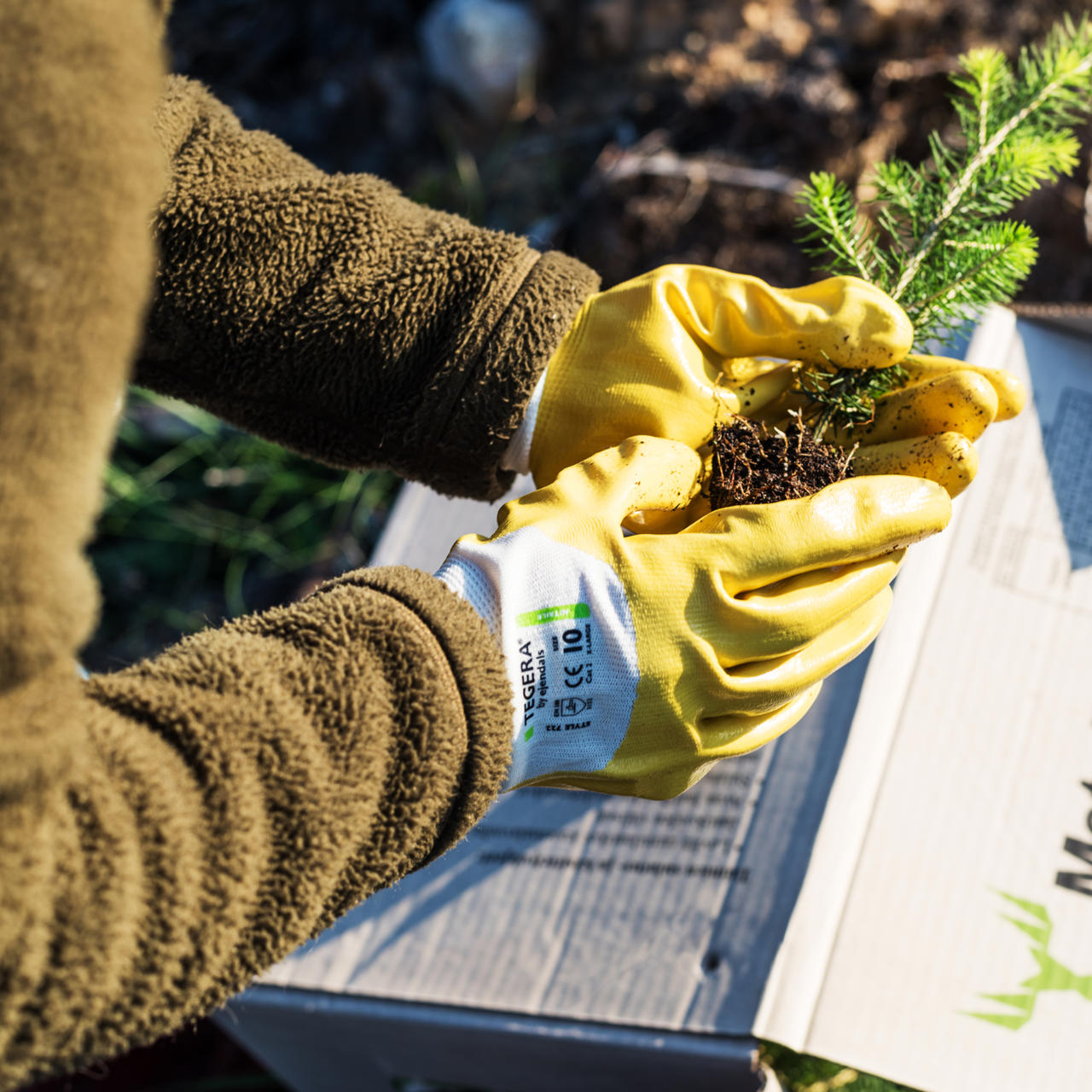 Forest management and harvesting
