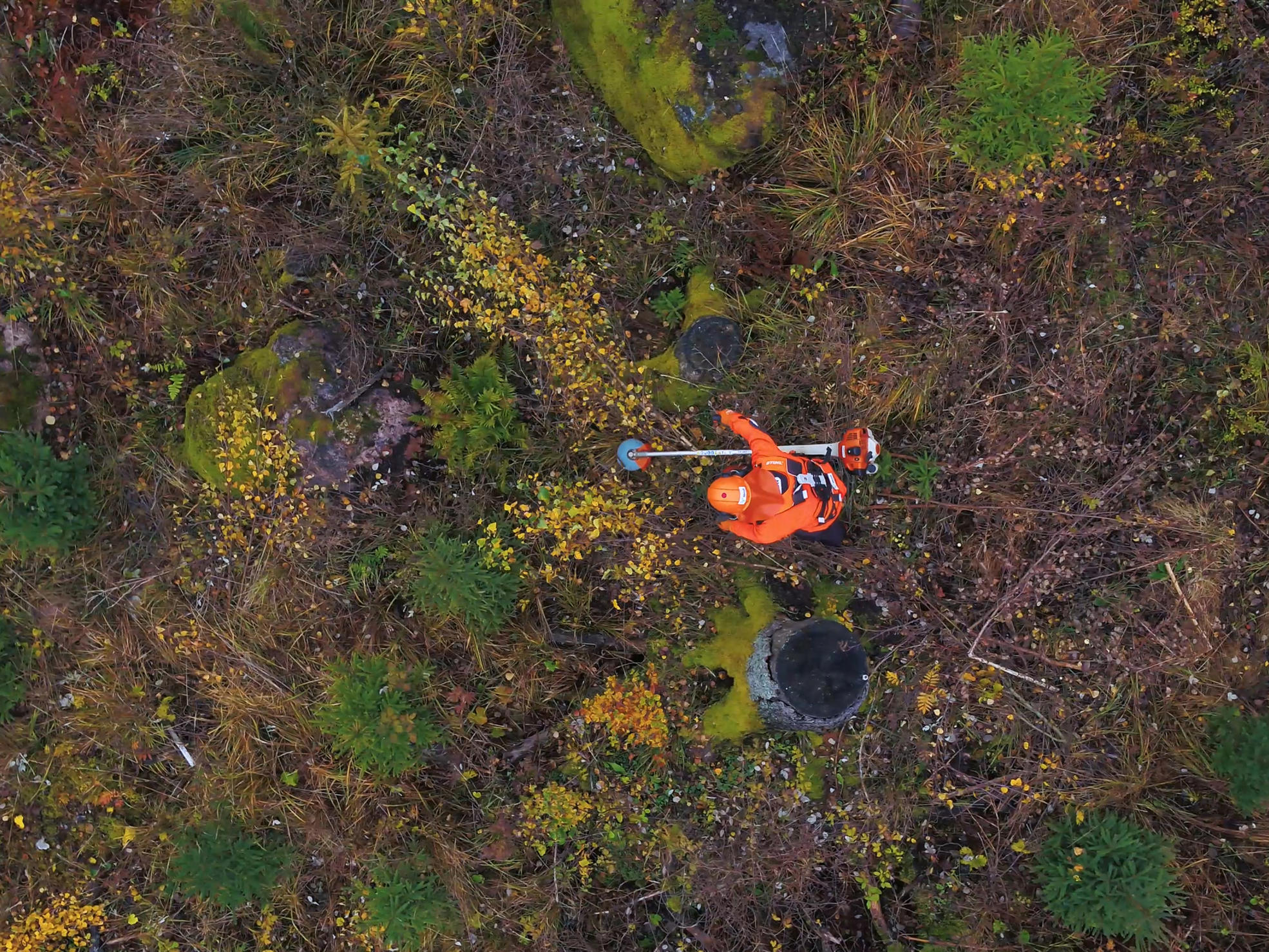 A forest worker using a clearing saw for early cleaning.