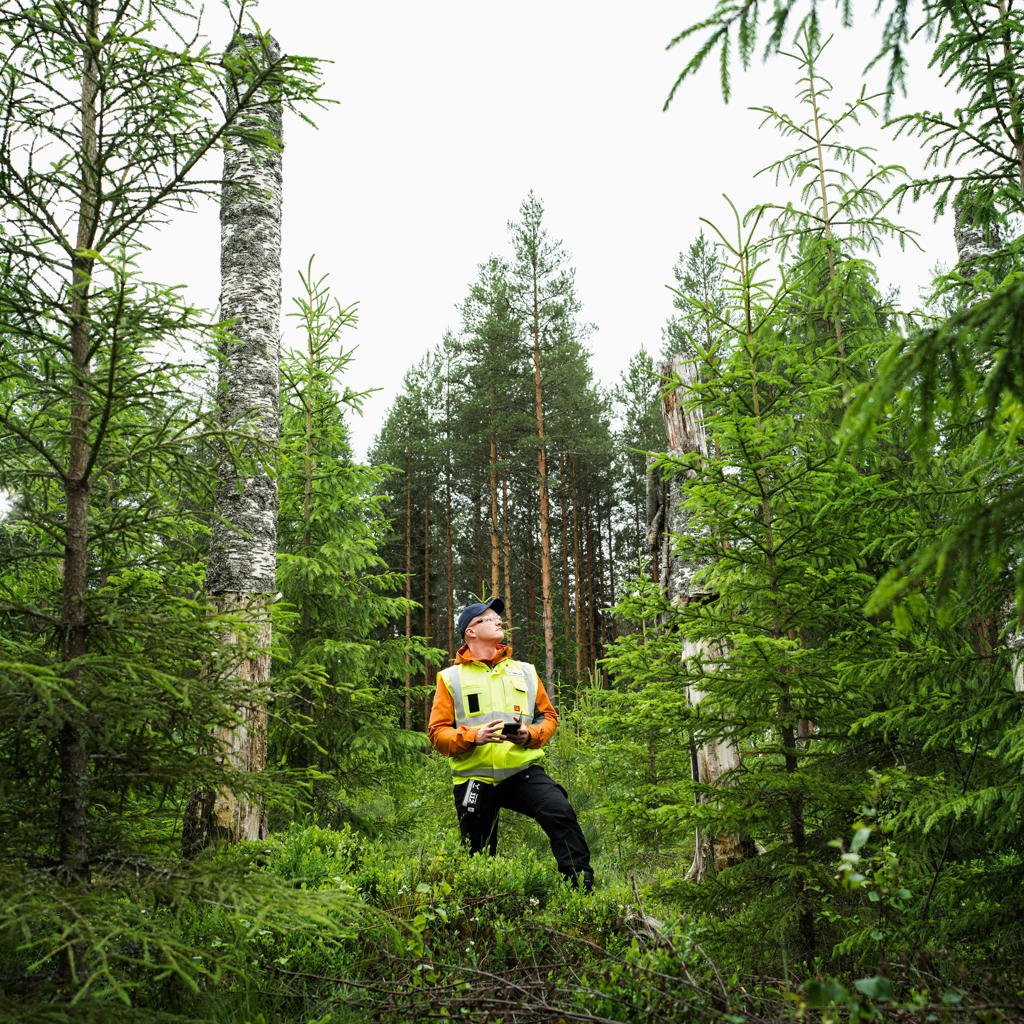 Your forest plan is always up-to-date