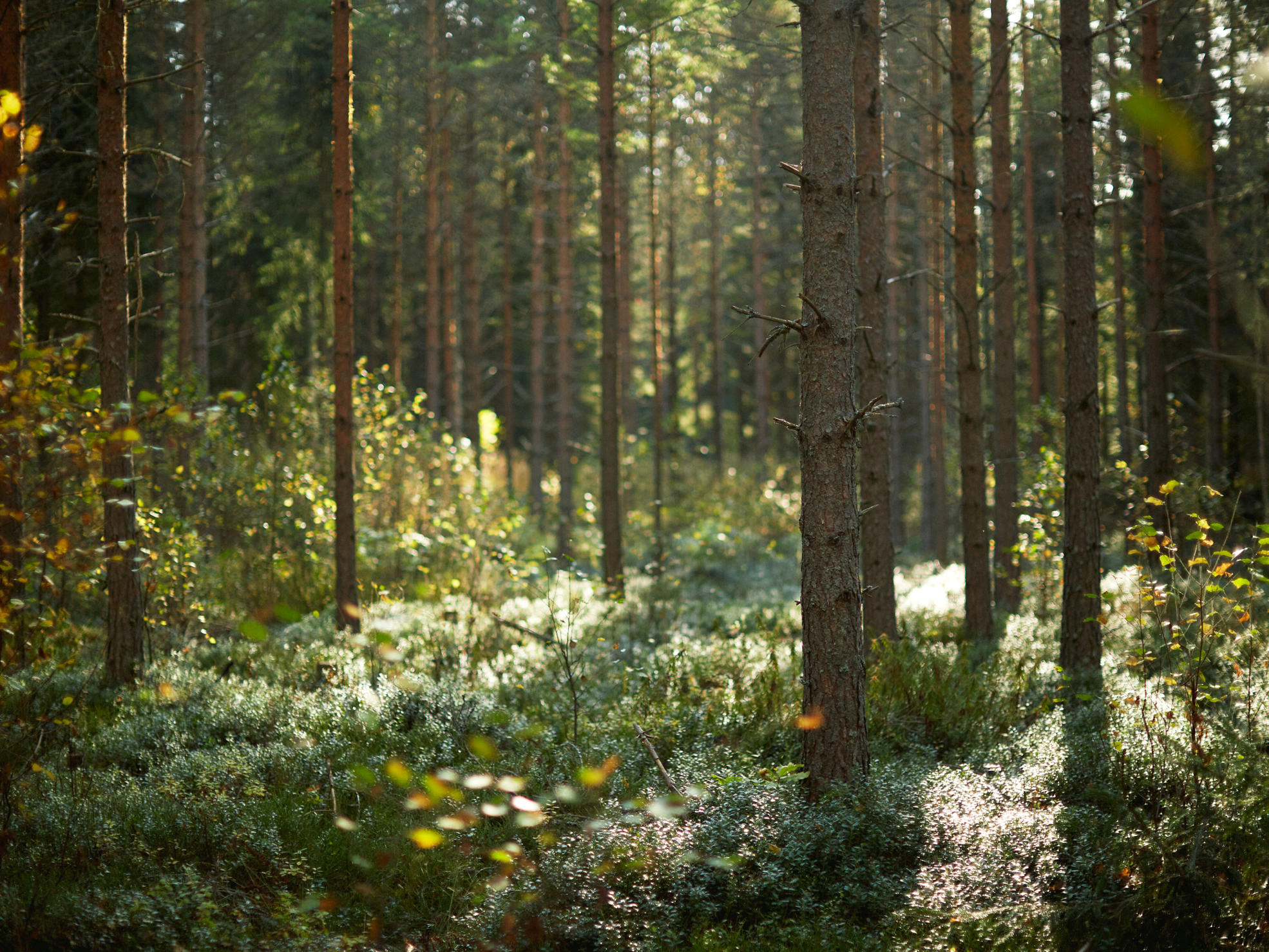 Father and daughter in the forest, looking where the daughter is pointing.