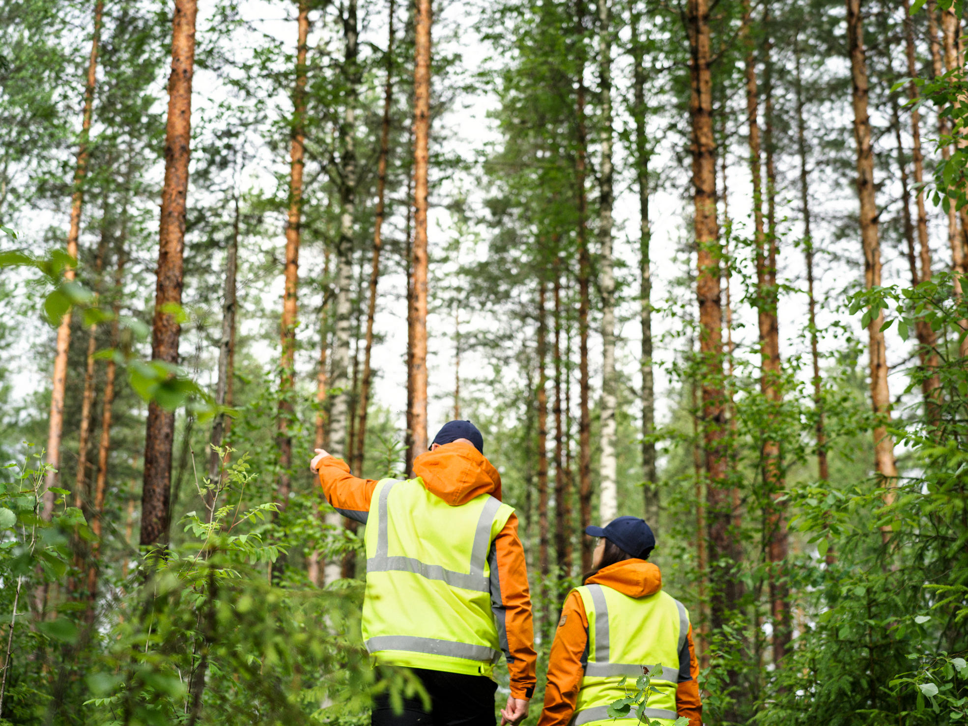 Skogsexpert och skogsägare ser på skogen och planerar nödvändiga skogsvårdsåtgärder.